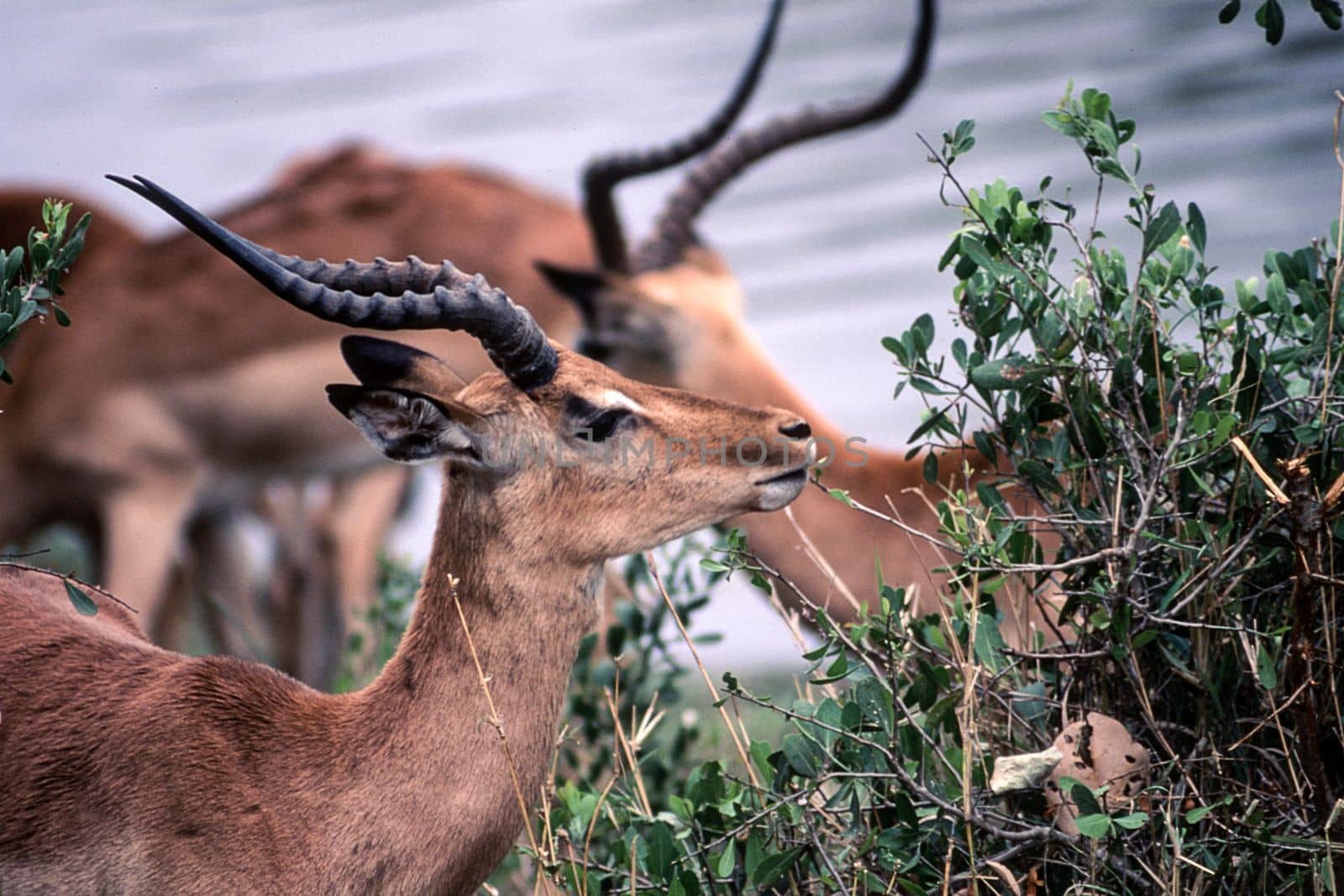 Impala (Aepyceros melampus), Kruger National Park, Mpumalanga, South Africa