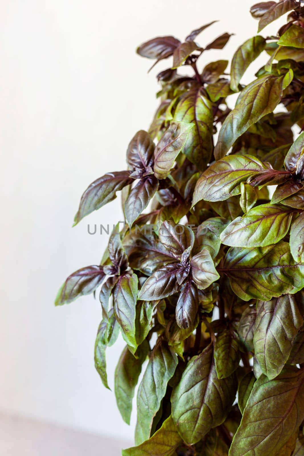 big leaves of red basil growing plant, side view