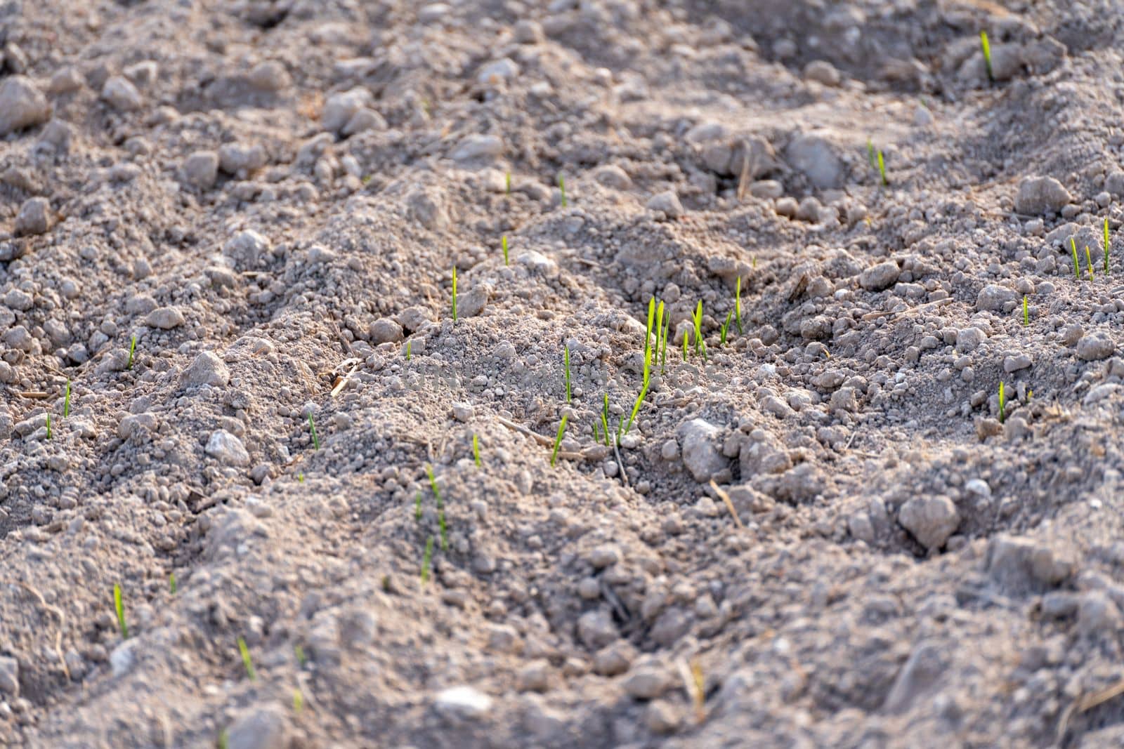 Young plants of winter wheat. Young wheat crop in a field. Field of young wheat, barley, rye. Young green wheat growing in soil. by Matiunina