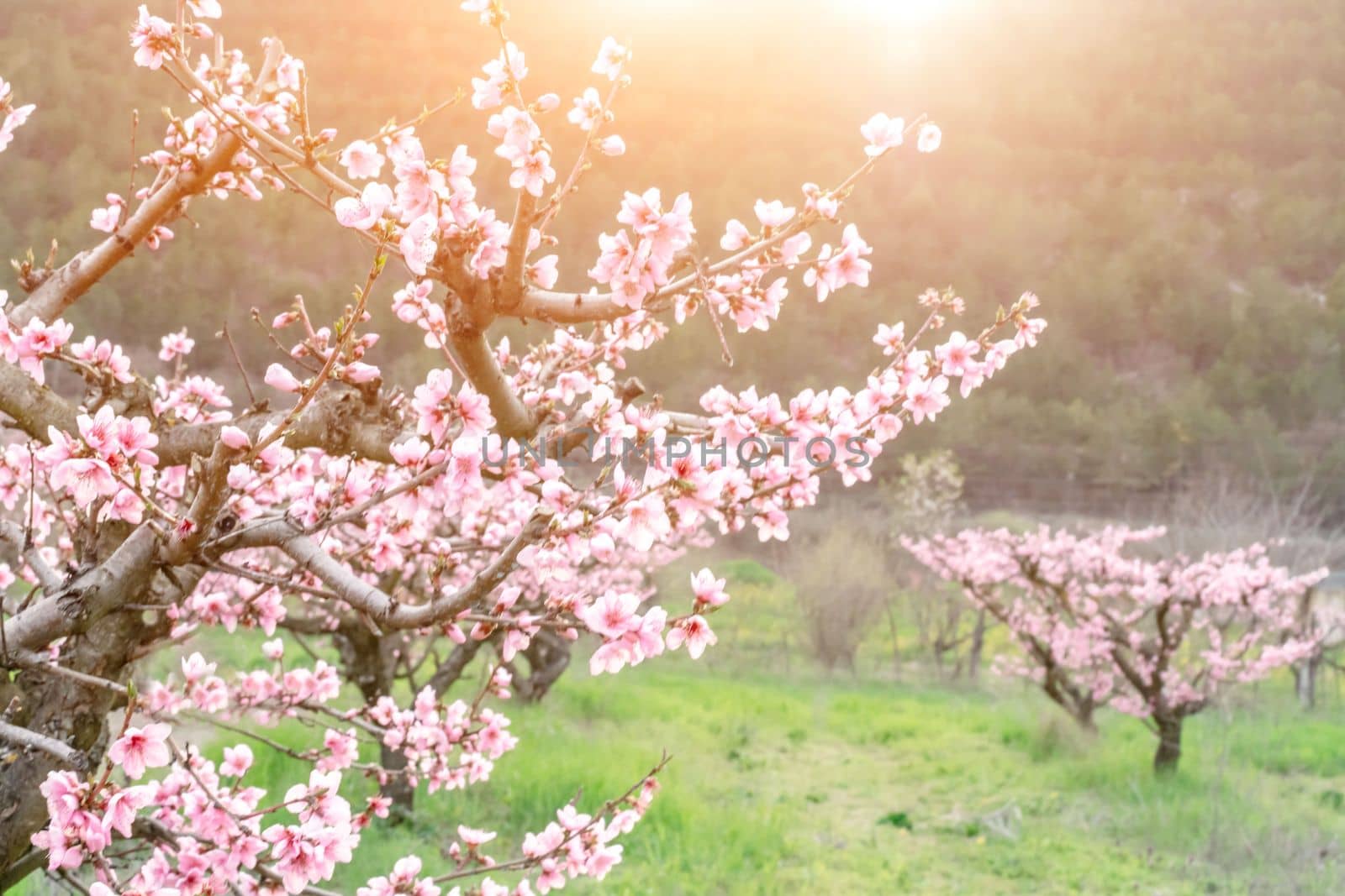 Garden peach flowers. Peach tree with pink flowers on a spring day. The concept of gardening, agriculture. by Matiunina