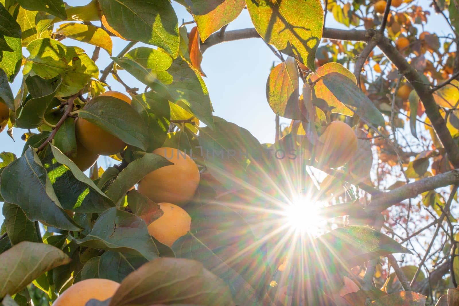 Persimmon ripe fruit garden. Tree branches with ripe persimmon fruits on a sunny day by Matiunina