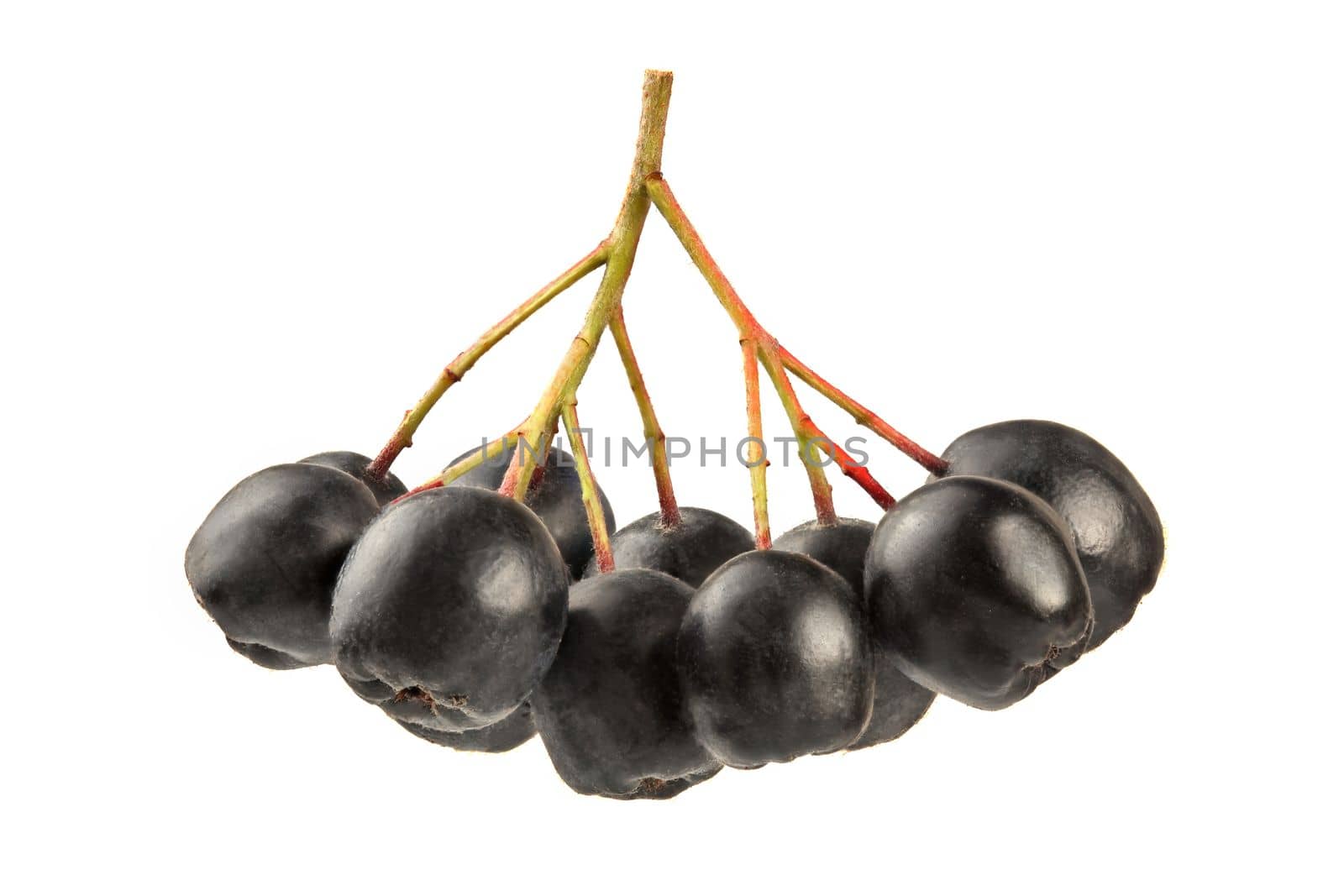 Aronia (Chokeberry) berries and stem, isolated on white background.