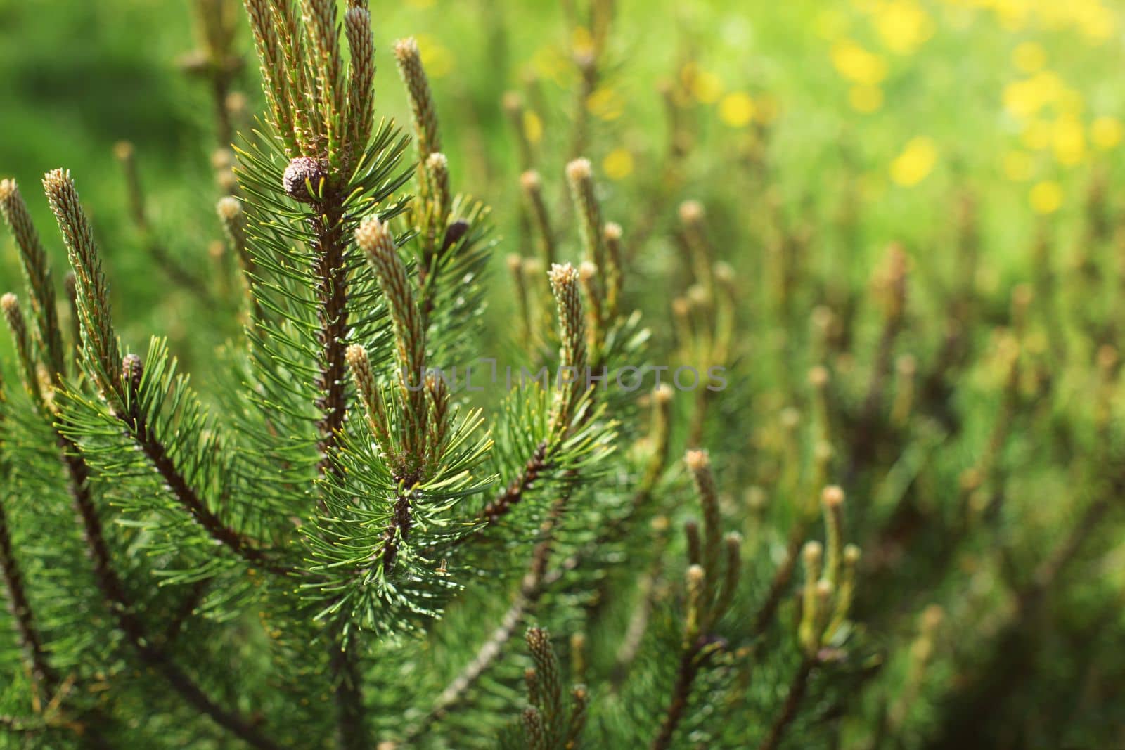 Shallow depth of field photo, young fir with blurred dandelions in back sun shining in background. Abstract spring forest background.