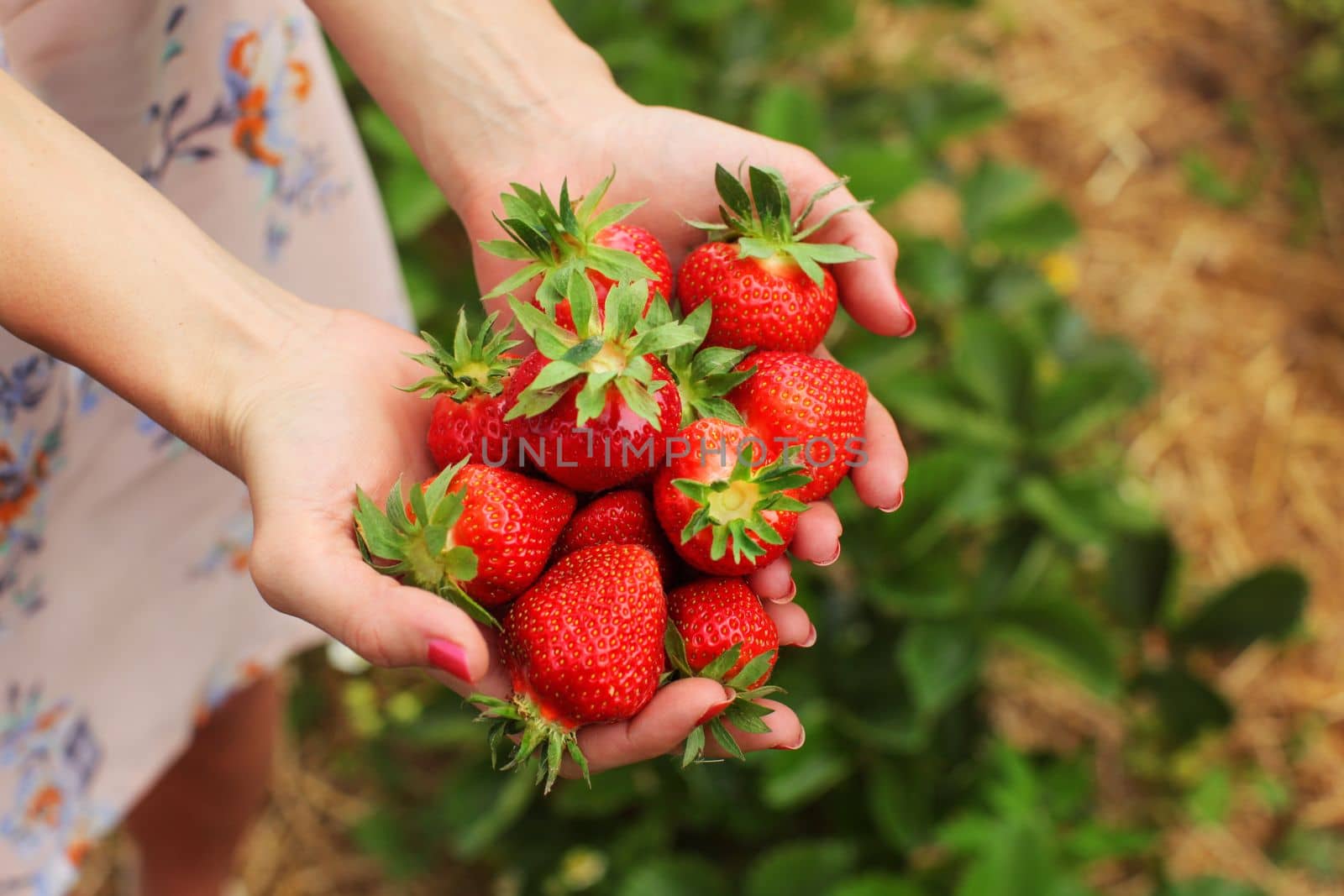 Detail on young woman hands holding freshly picked red ripe strawberries, self picking farm in background.