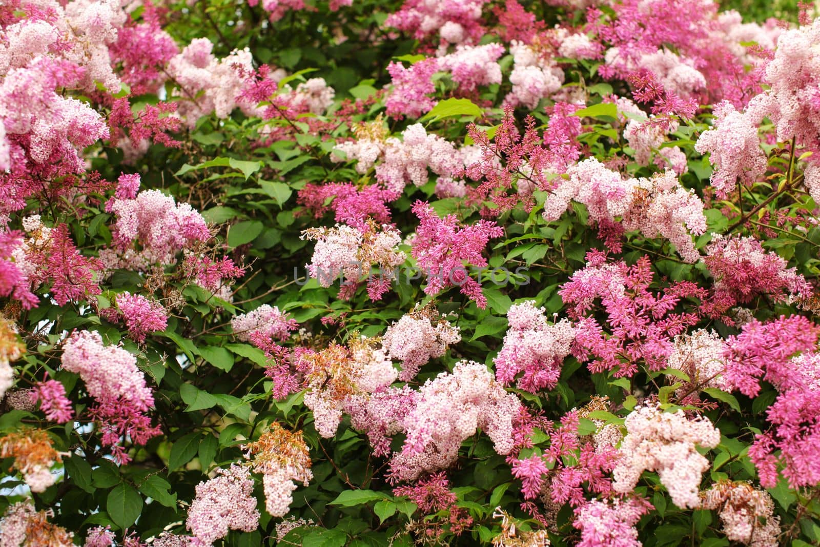 Dwarf Korean Lilac (Syringa meyeri) pink and purple flowers, and green leaves on small bush. Spring nature background.