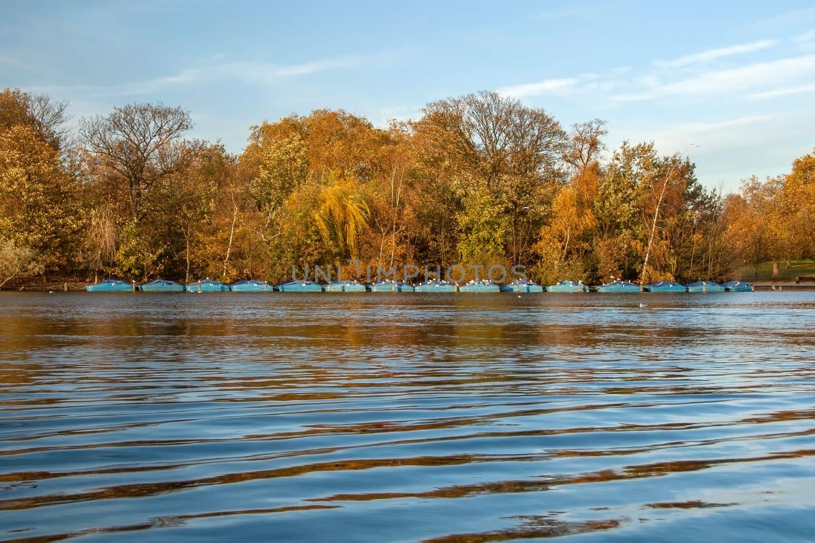Calm lake surface, only small waves, row of blue boats, seagulls sitting on them, autumn coloured trees and sky in background.