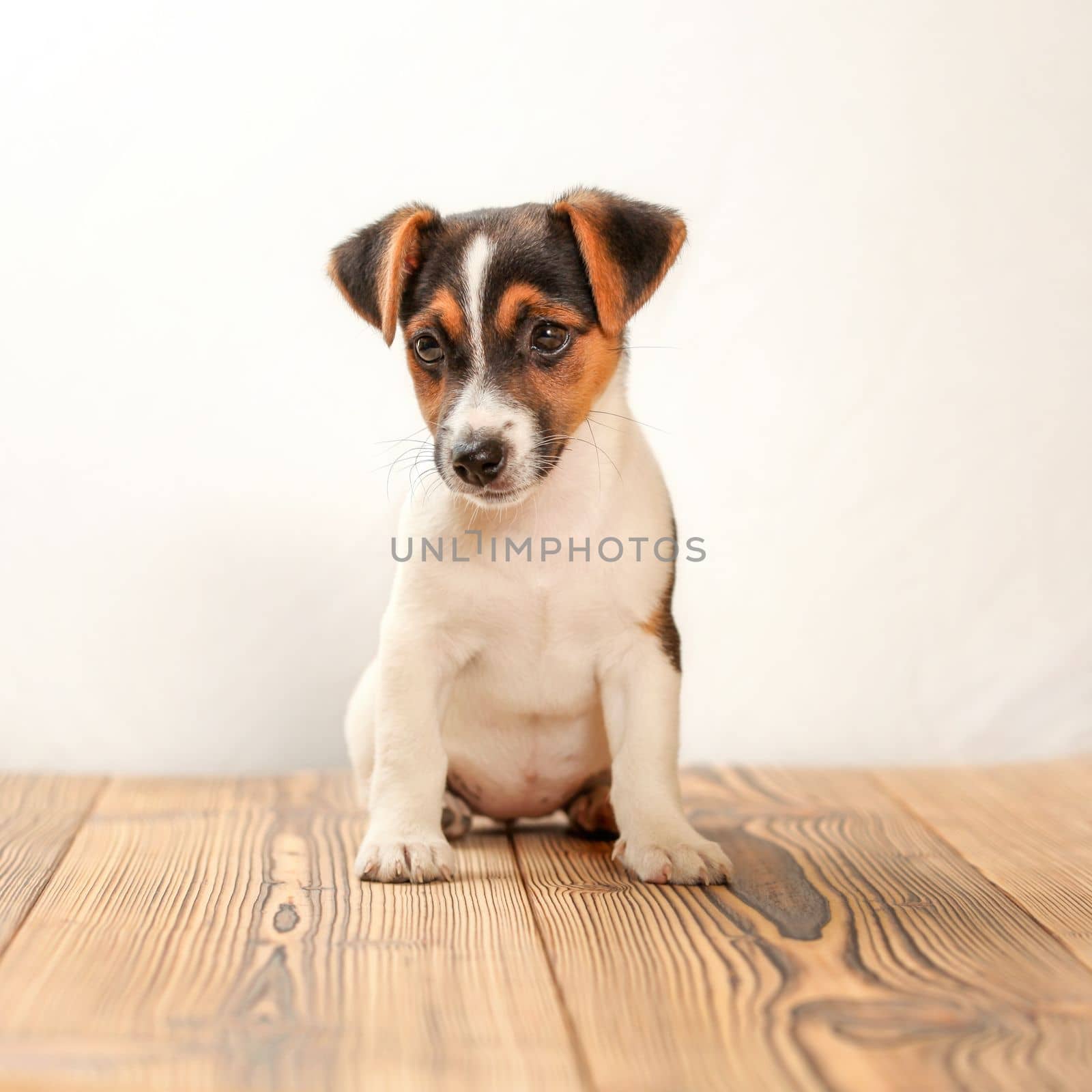 Jack Russell terrier puppy sitting on wooden boards, studio shot with white background.