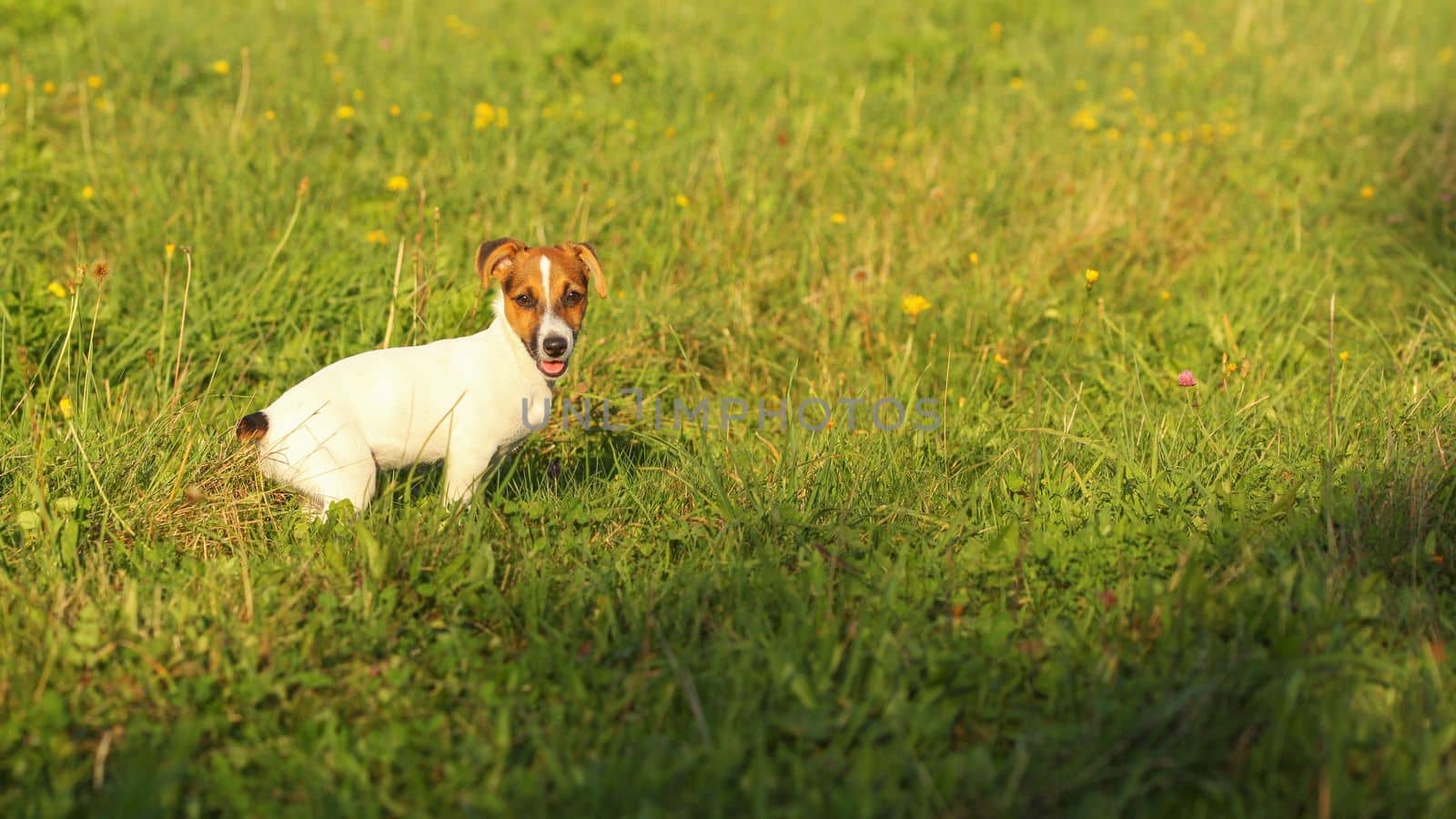 Jack Russell terrier puppy on a green grass meadow, lit by afternoon sun.