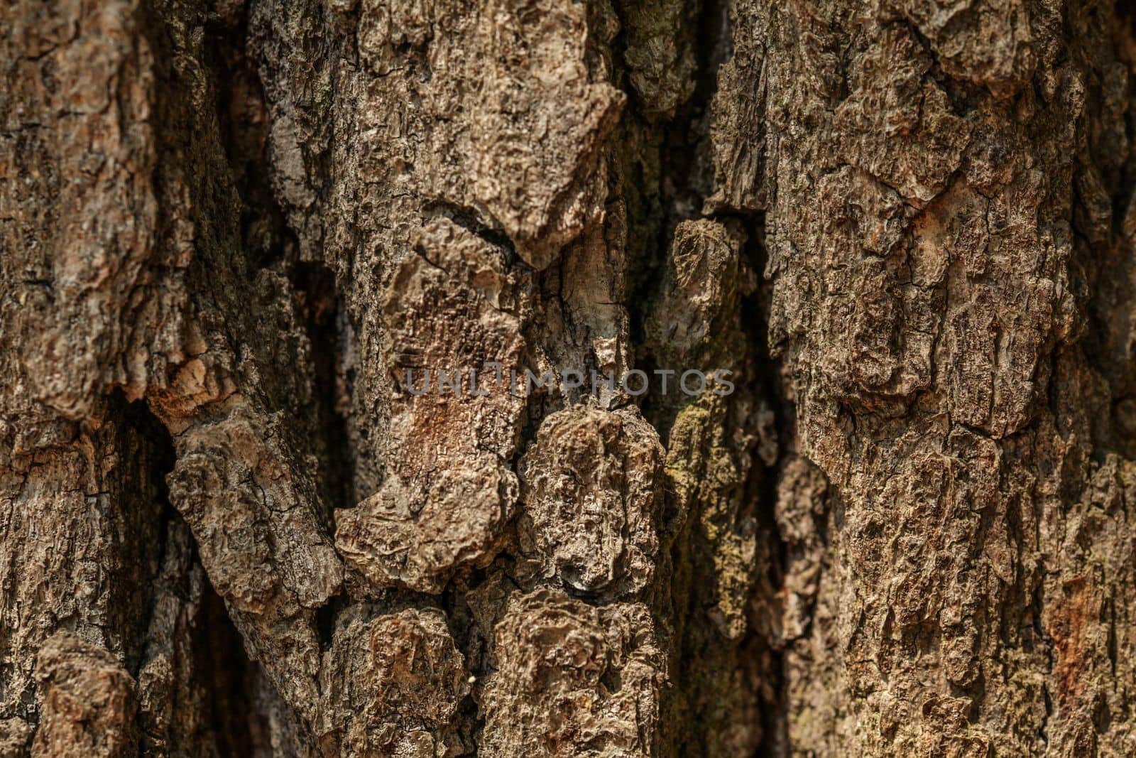 Detail of old tree rough bark. Abstract nature texture.