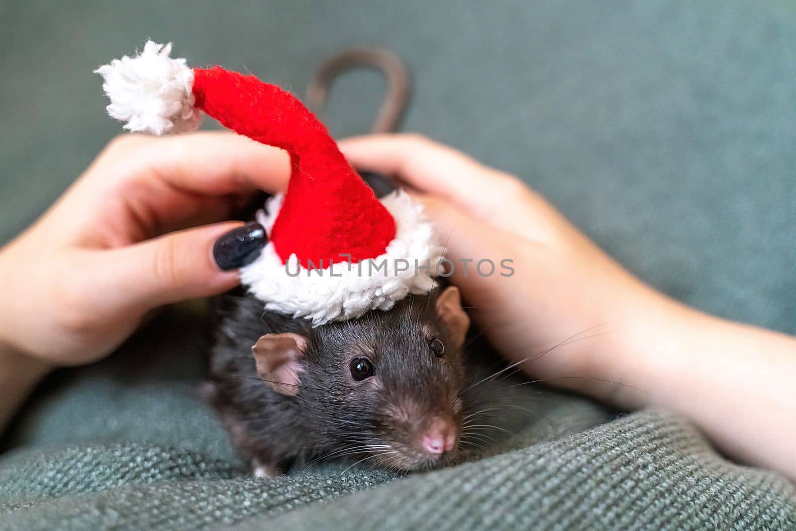 Rat in Santa's hat. Symbol of the Chinese New Year. Funny black rat Dumbo in a red santa checker on a green background. by Matiunina