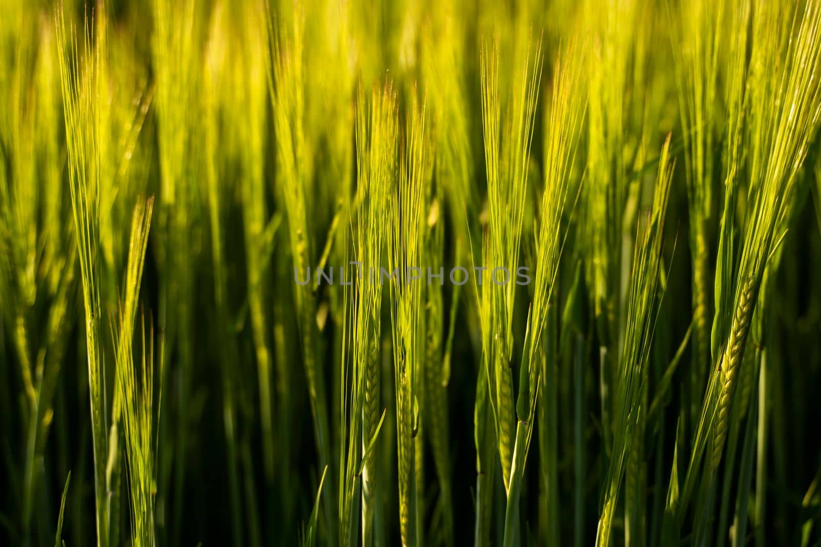 Green barley ear growing in agricultural field, rural landscape. Green unripe cereals. The concept of agriculture, healthy eating, organic food