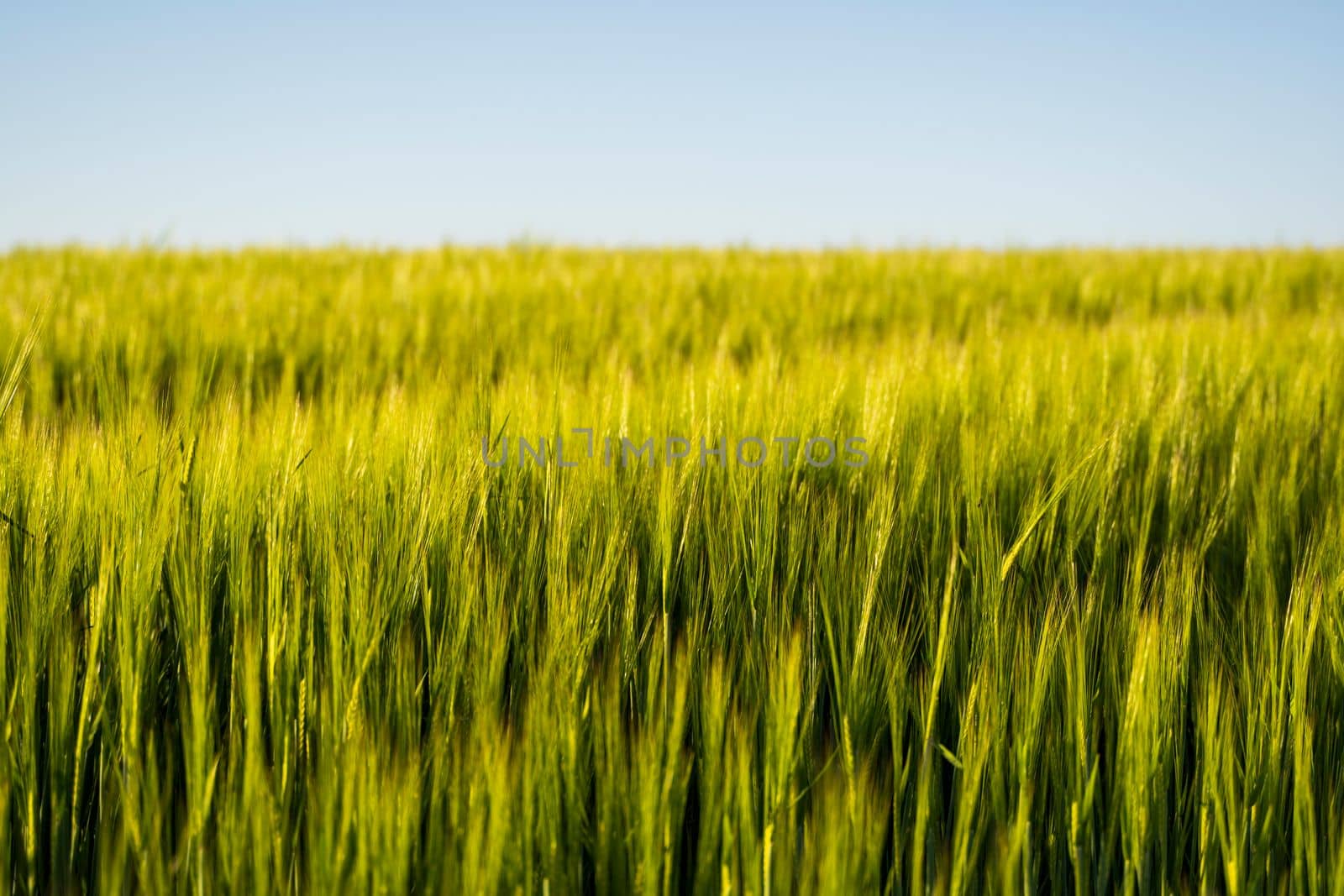 Green barley, wheat ear growing in agricultural field. Green unripe cereals. The concept of agriculture, healthy eating, organic food. by vovsht
