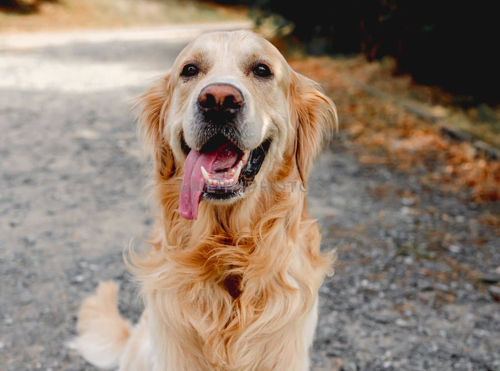 Golden retriever dog resting in grass outdoors. Purebred doggy pet labrador lying in nature with tonque out