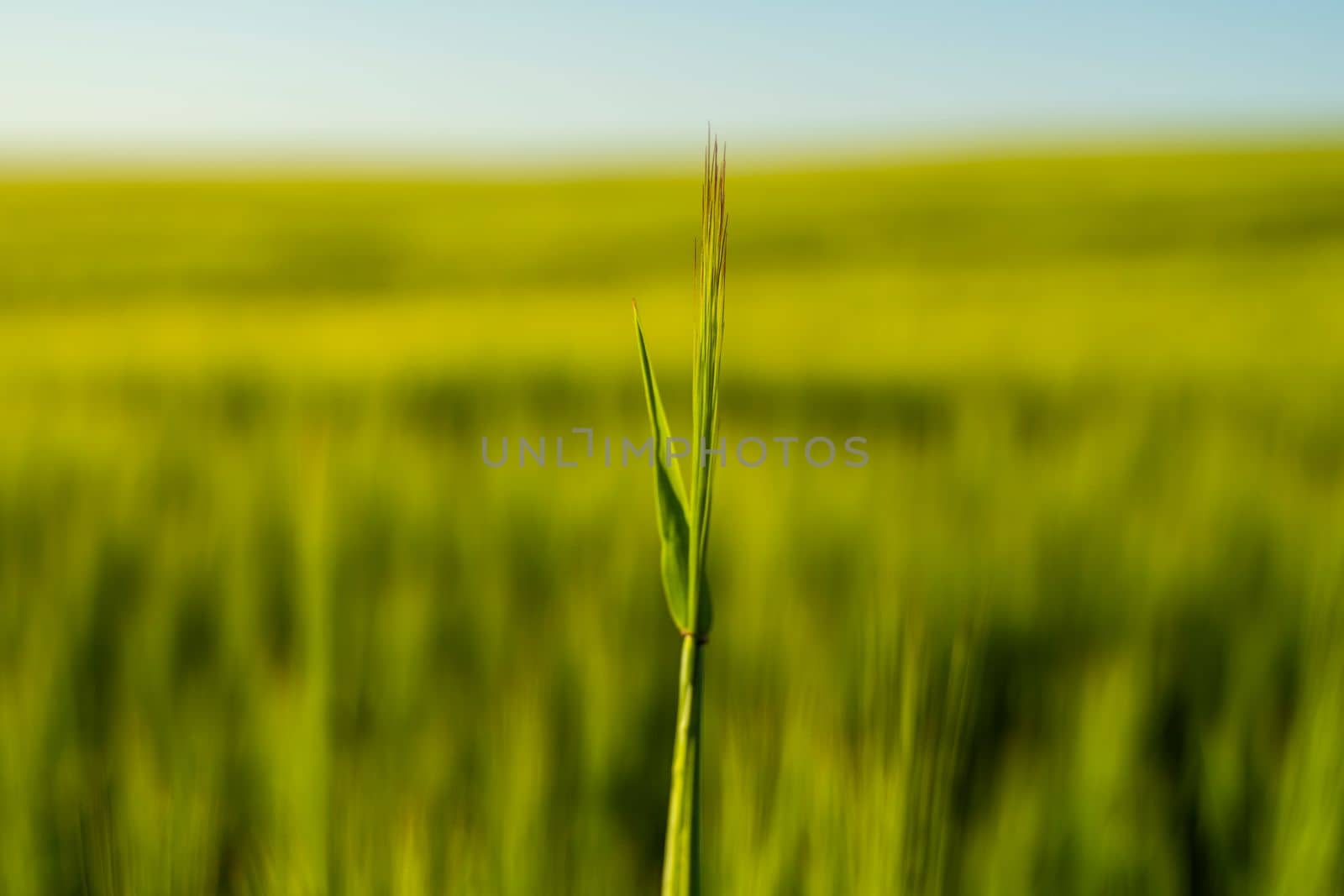 Green barley ear with a agricultural field on background, rural landscape. Green unripe cereals. The concept of agriculture, healthy eating, organic food