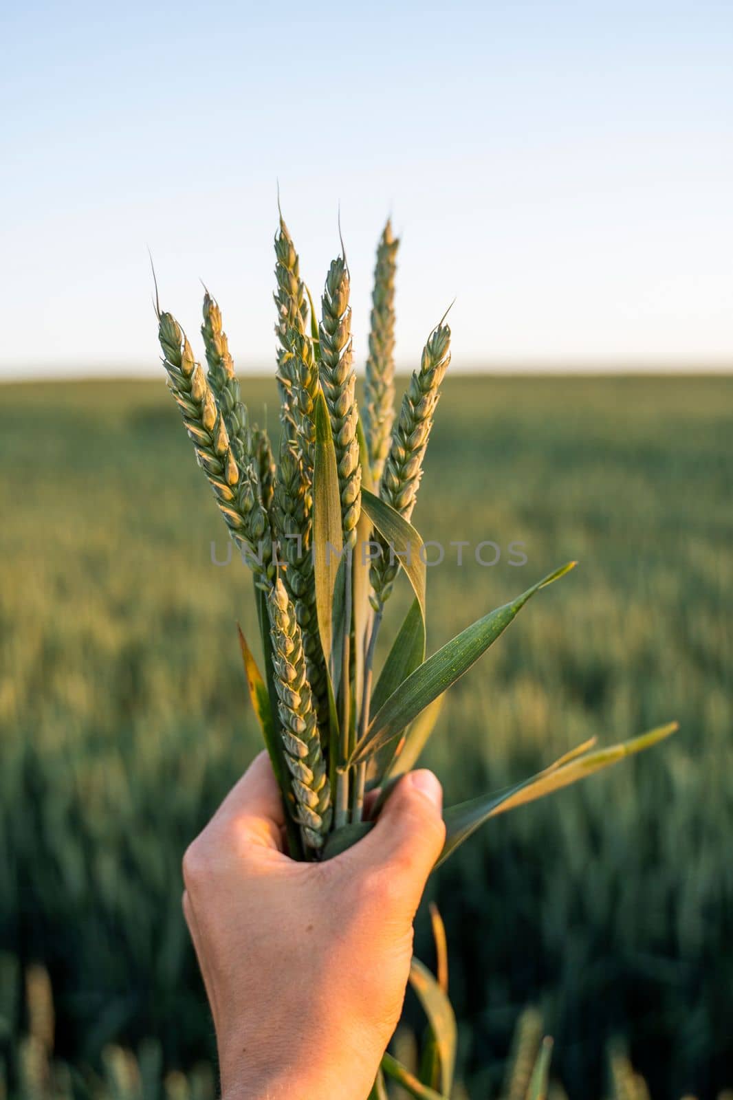 Young wheat spikes in farmers hand with a agricultural field on background, rural landscape. Green unripe cereals. The concept of agriculture, healthy eating, organic food. by vovsht