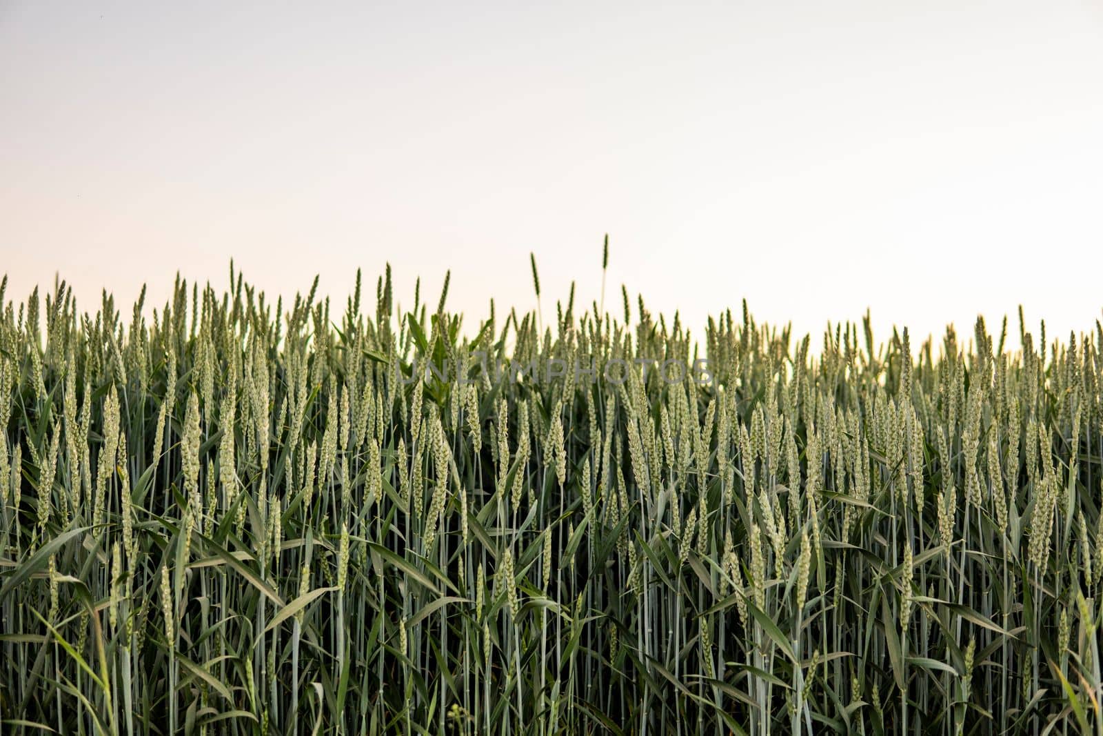 Wheat field. Agriculrute. The concept of agriculture, healthy eating, organic food