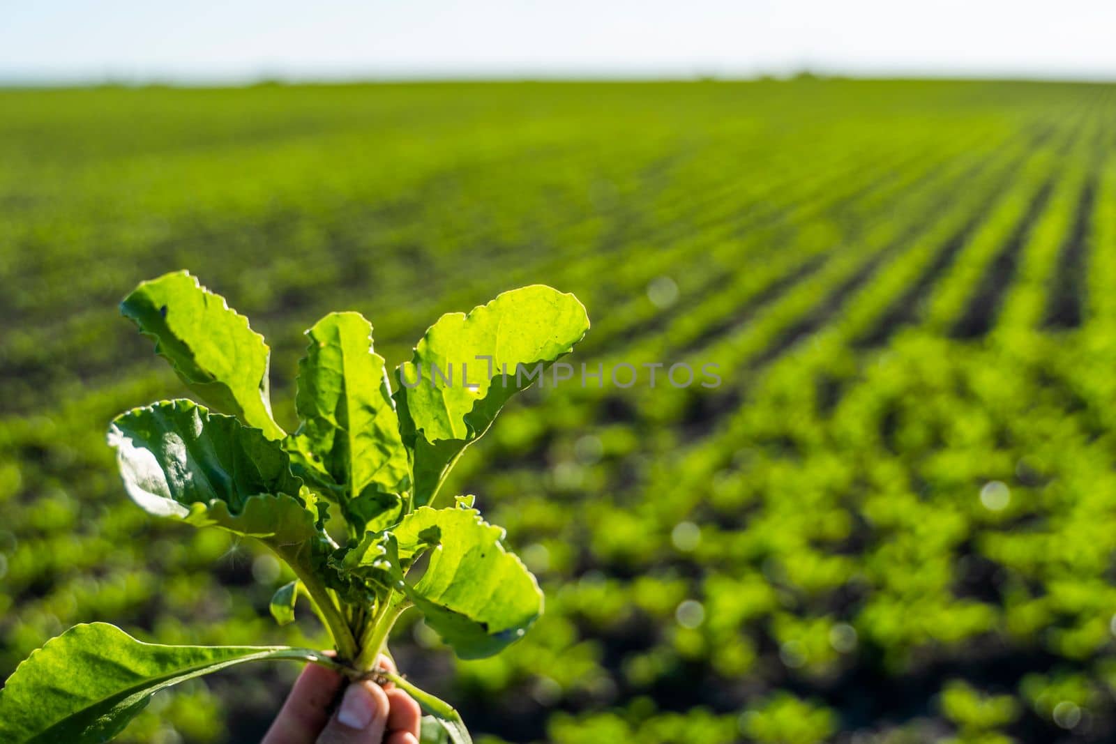 Farmer holding a leaves of sugar beet with a beetroot field on the background. Growing beet seedlings. Young, sprouted beet growing in agricultural field. Growing vegetables