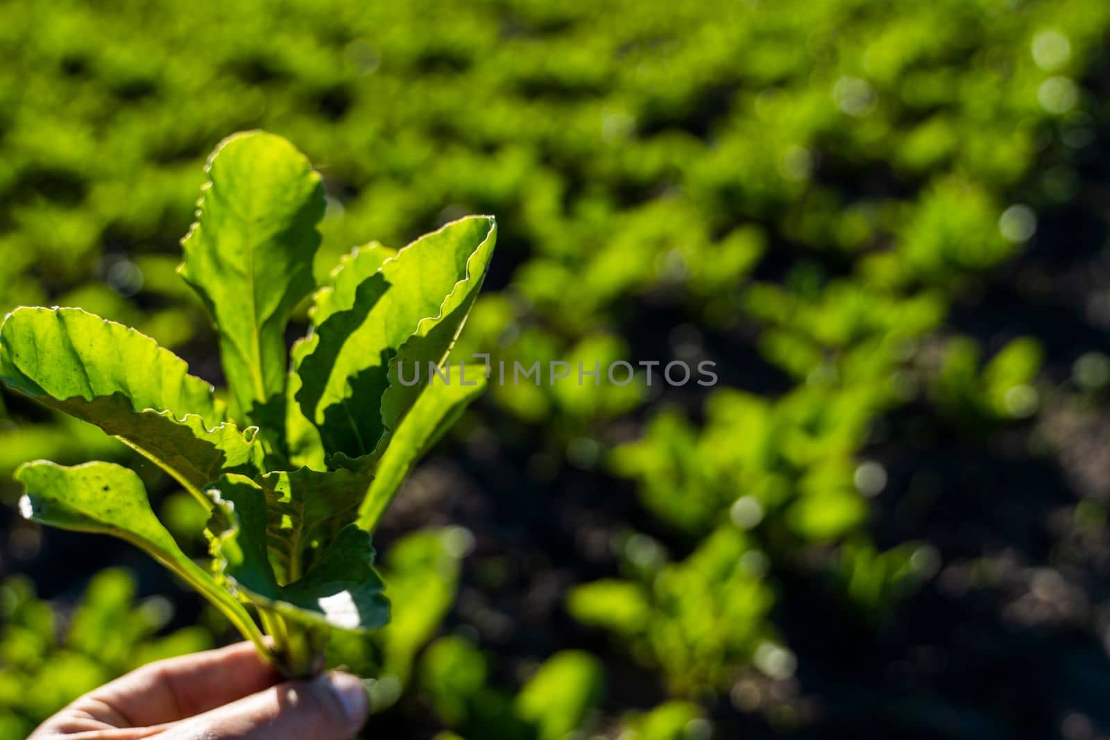 Farmer holding a young green leaves of sugar beet with a beetroot field on the background. Growing beet seedlings. Young, sprouted beet growing in agricultural field