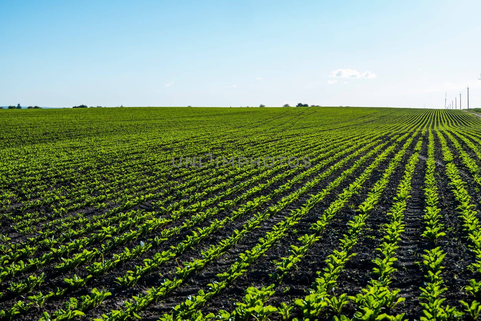 Rows of sugar beet field with leafs of young plants on fertile soil. Beetroots growing on agricultural field. The concept of agriculture, healthy eating, organic food