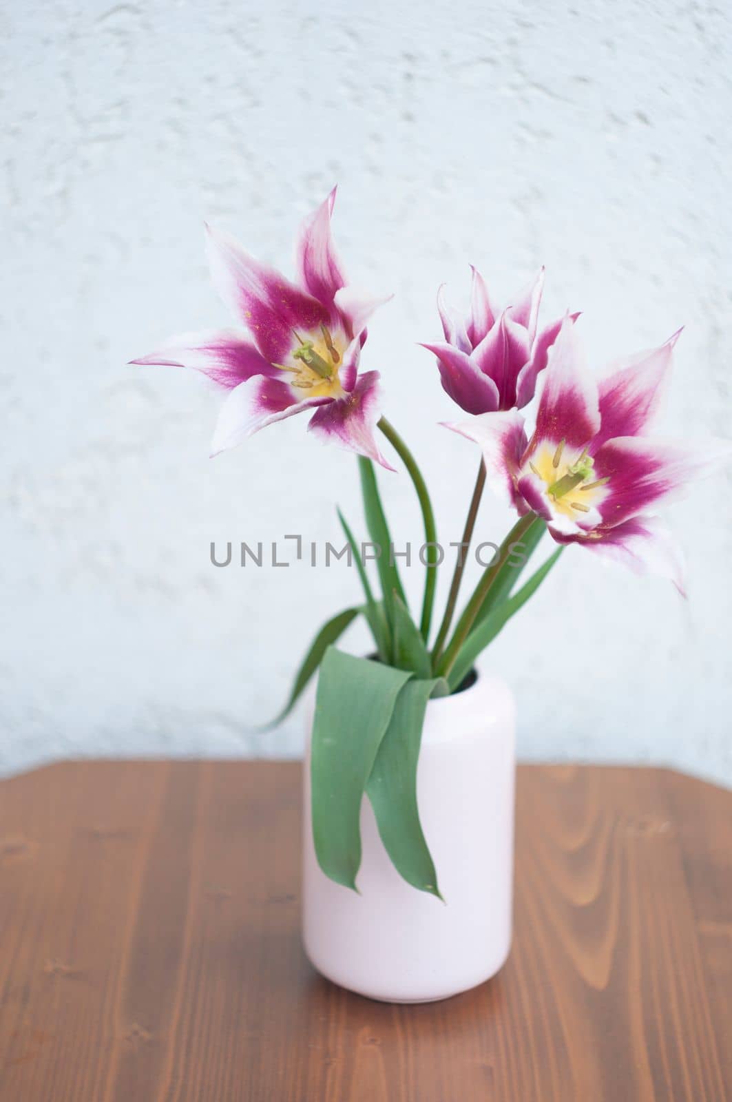 Delicate pink tulips in a vase, spring still life, minimalist, floral background. High quality photo