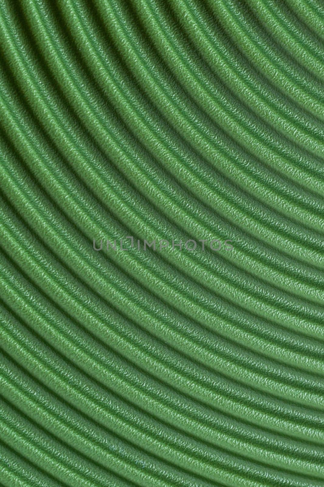 abstract curved different nuances of green color background
