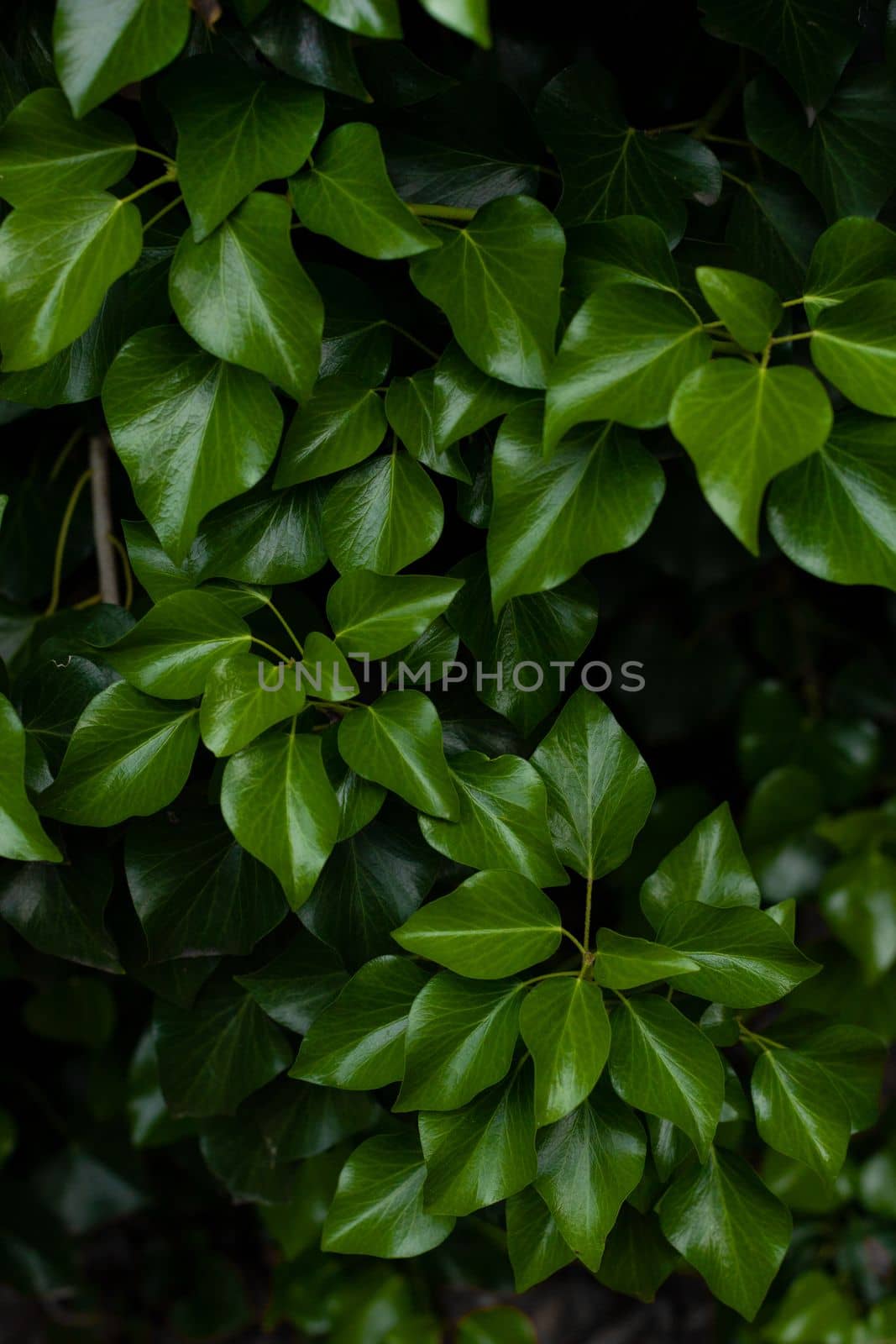 hedera colchica plant green leaves closeup in spring, natural background