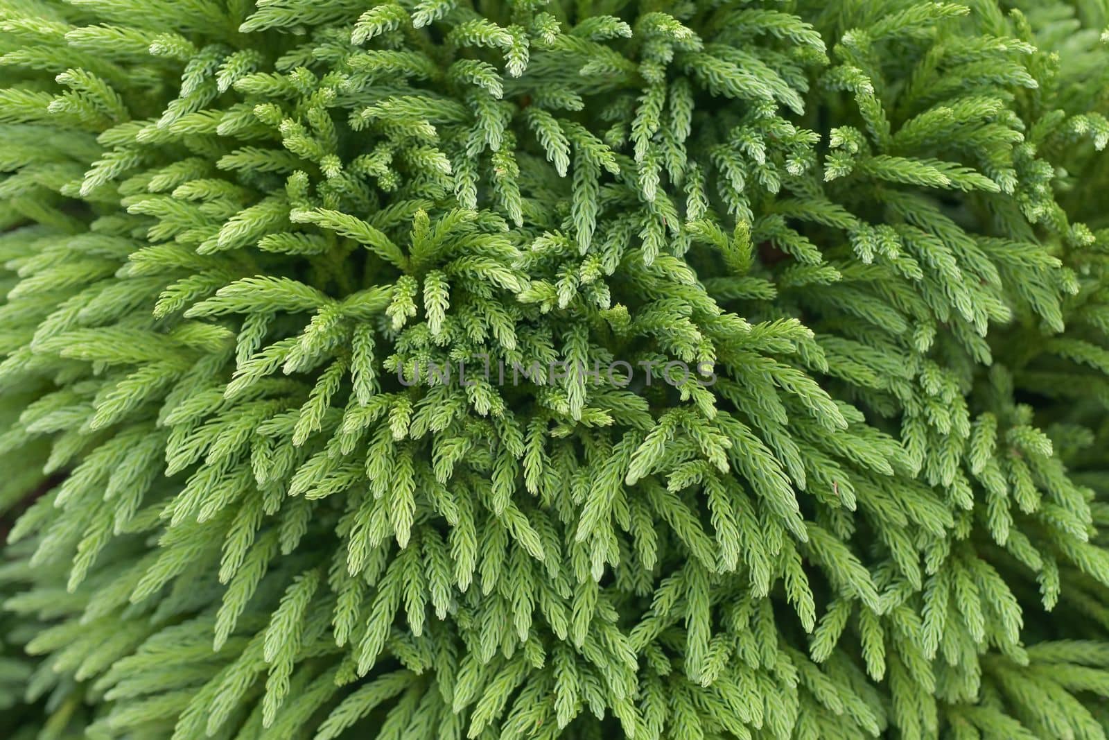Japanese cedar Branches of cryptomeria japonica