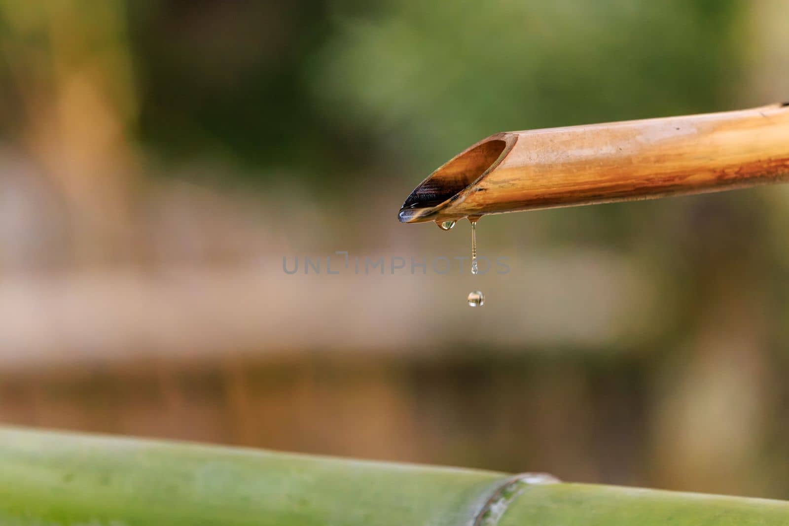 Bamboo Pipe Drip: Capturing the Beauty of Falling Water by Osaze