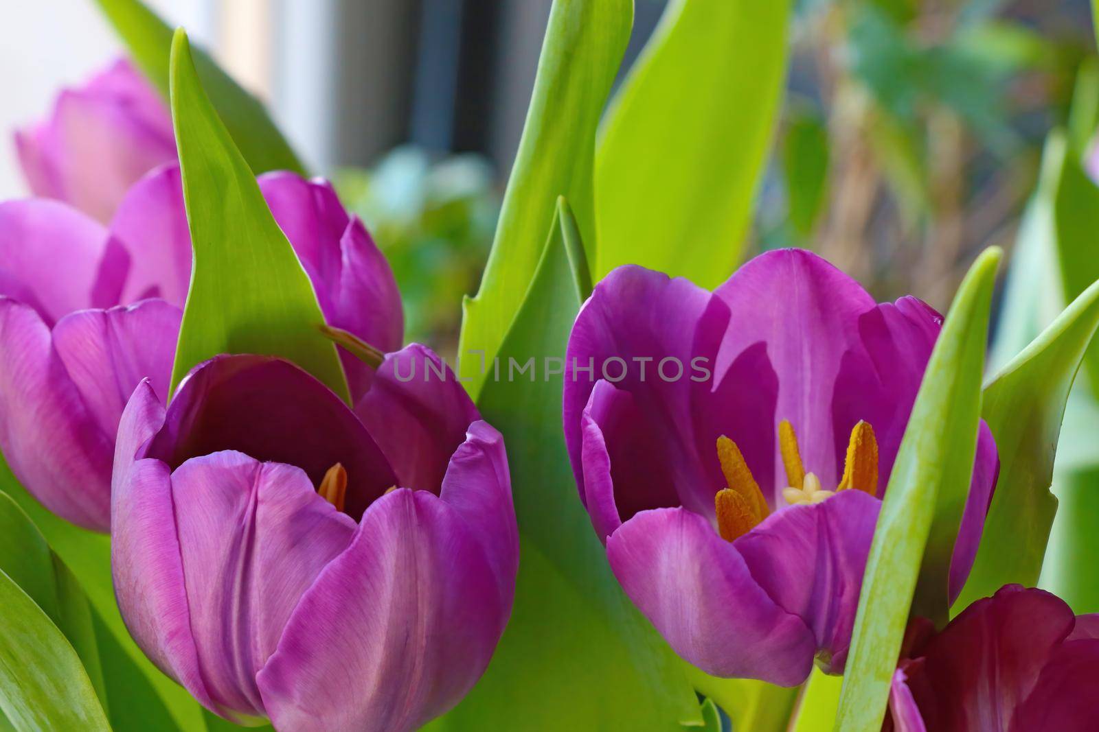 Bouquet of purple flowers in a vase, congratulations on the holiday. by kip02kas