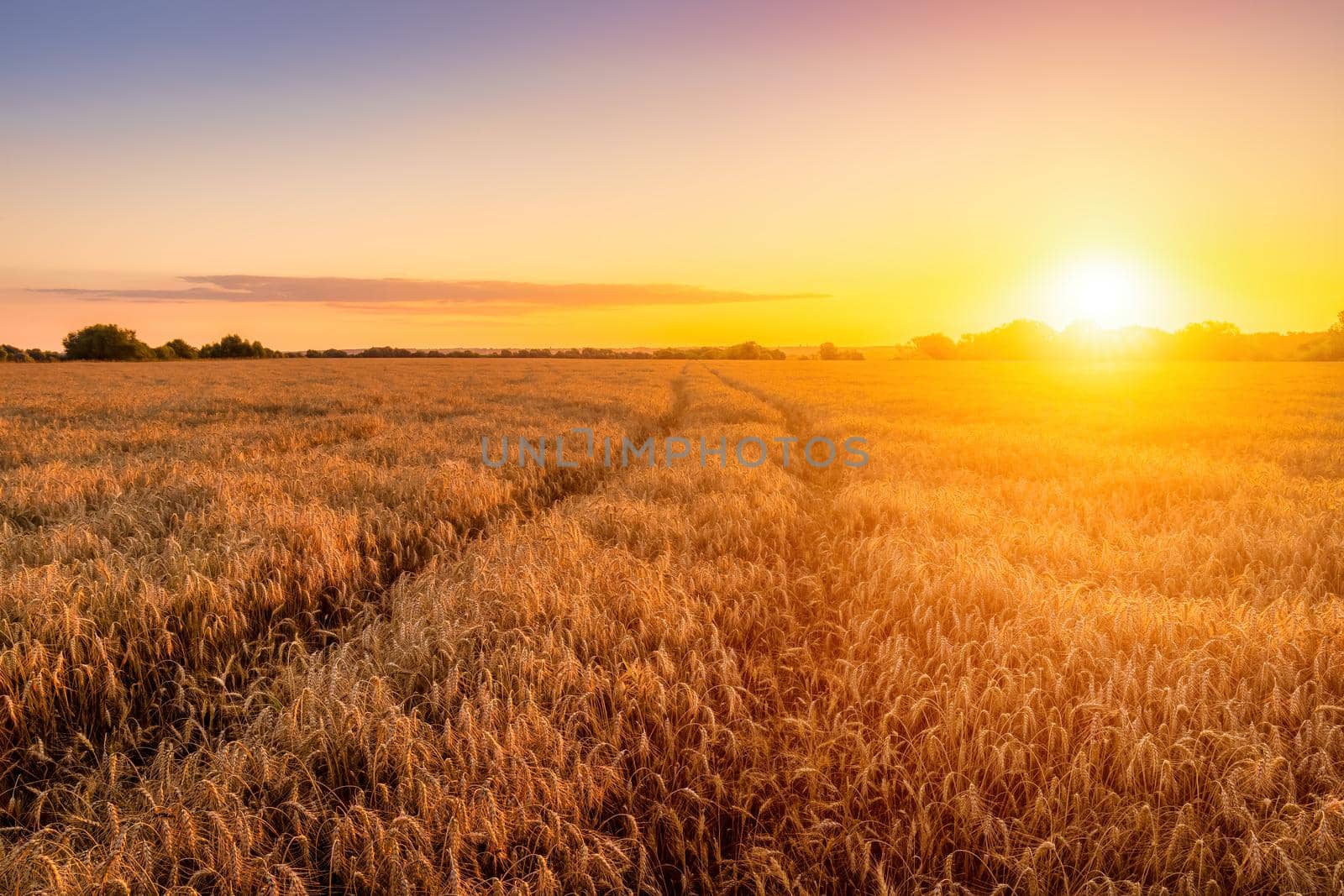 Sunset or sunrise in an agricultural field with ears of young golden rye on a sunny day. Rural landscape.