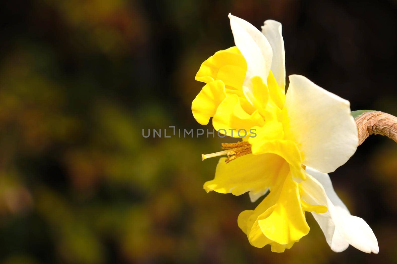 Beautiful yellow flowering flower in the pack in the summer. by kip02kas