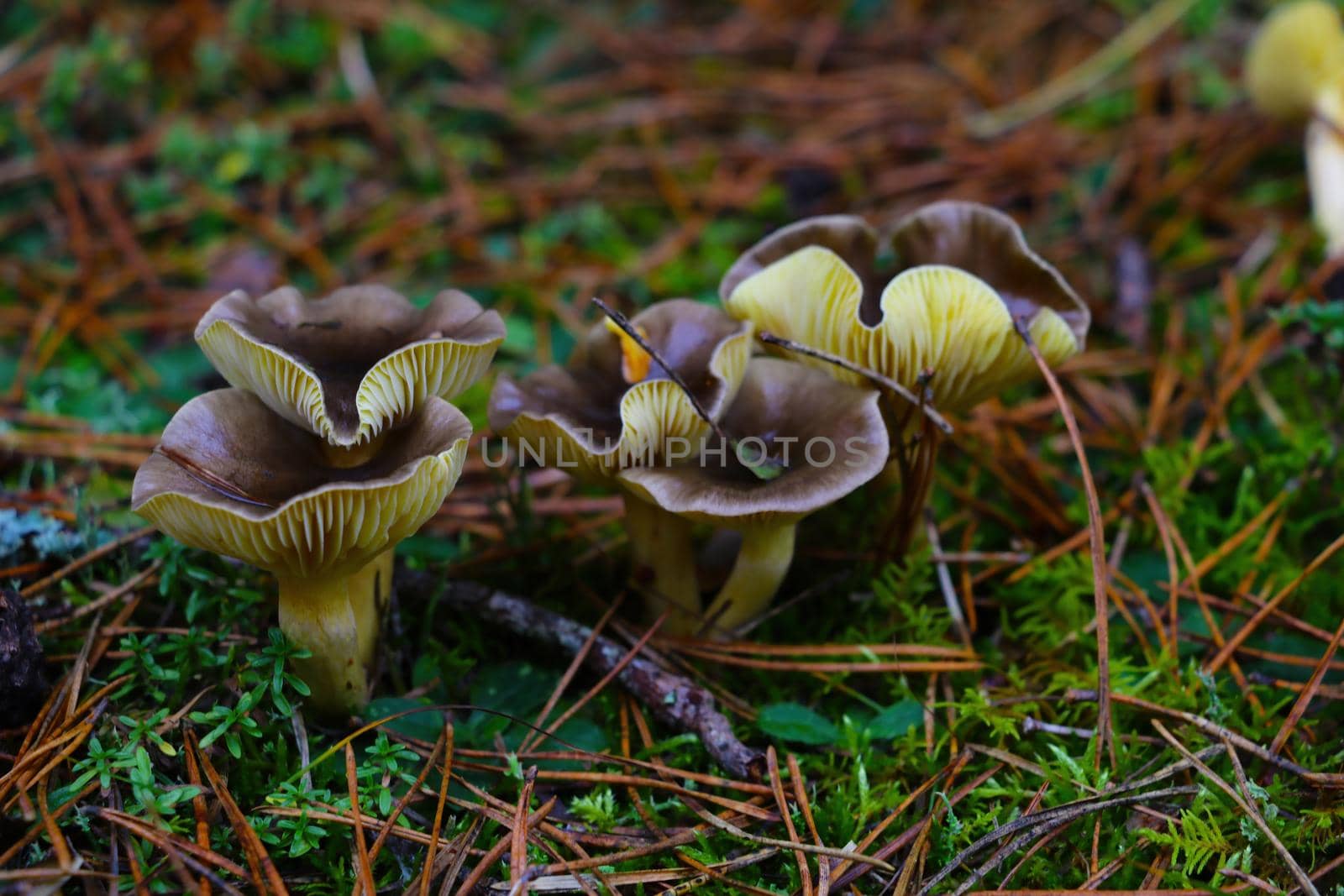 Mushrooms grow in the meadow in the autumn in the forest. by kip02kas