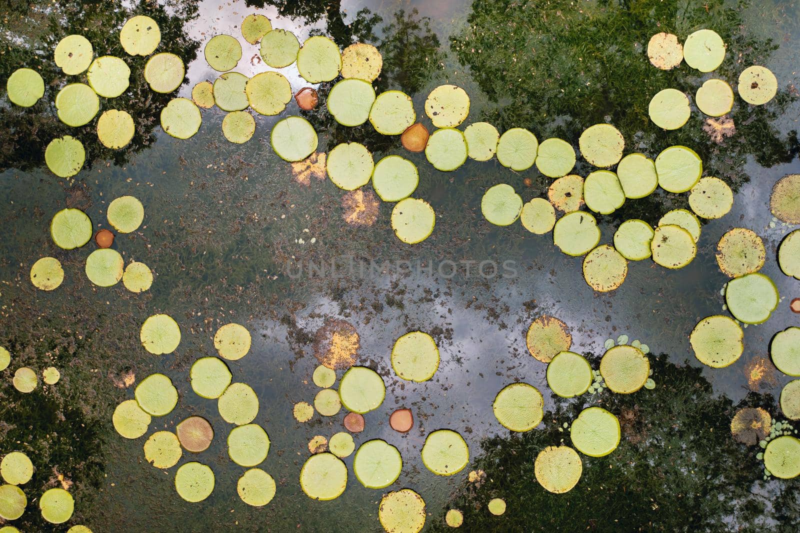 Botanical garden on the Paradise island of Mauritius. Beautiful pond with lilies. An island in the Indian ocean.