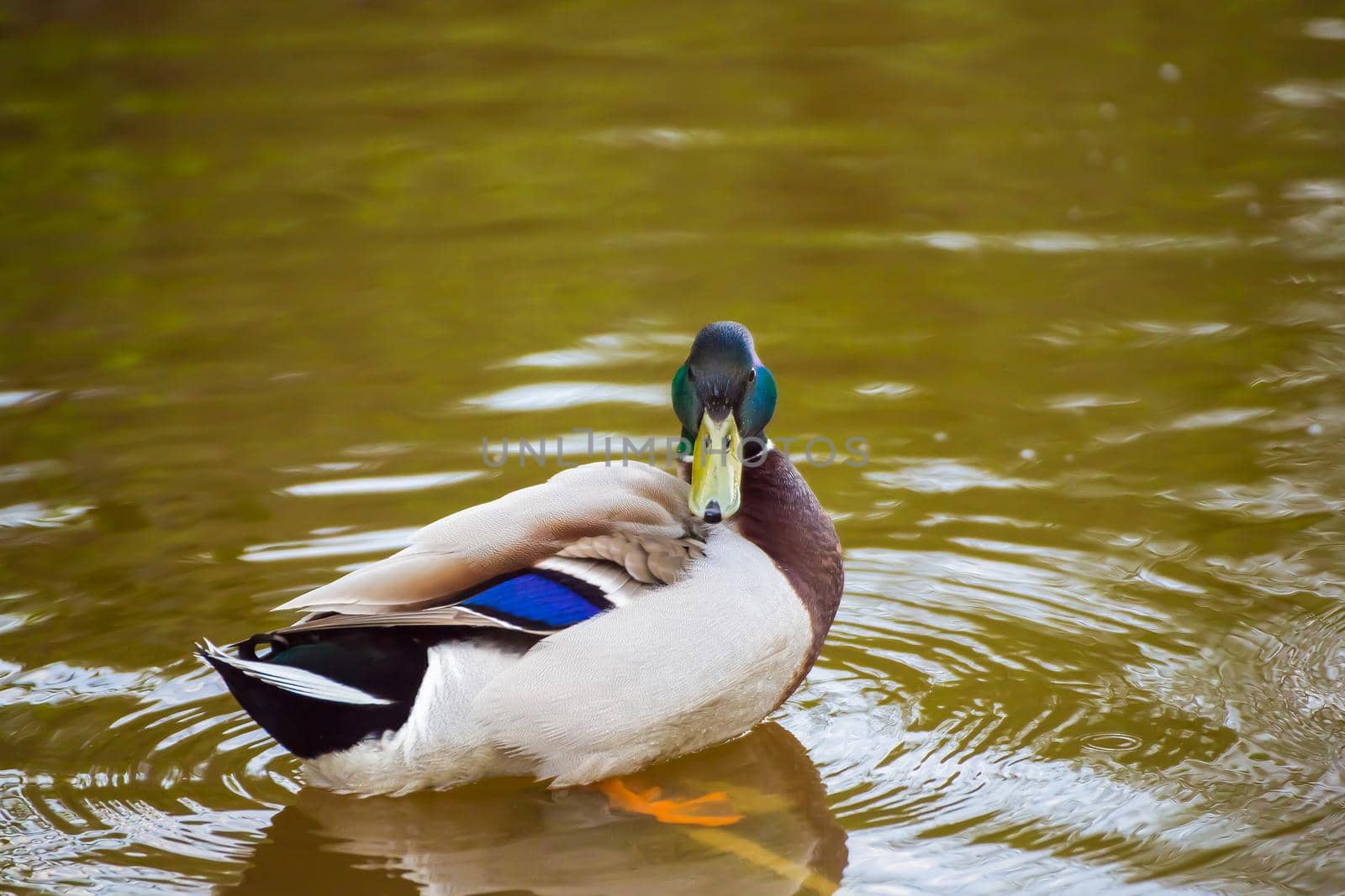 A close-up mallard duck swims and peels feathers with its beak. Natural photography with wild birds. Beauty in nature. Warm spring day