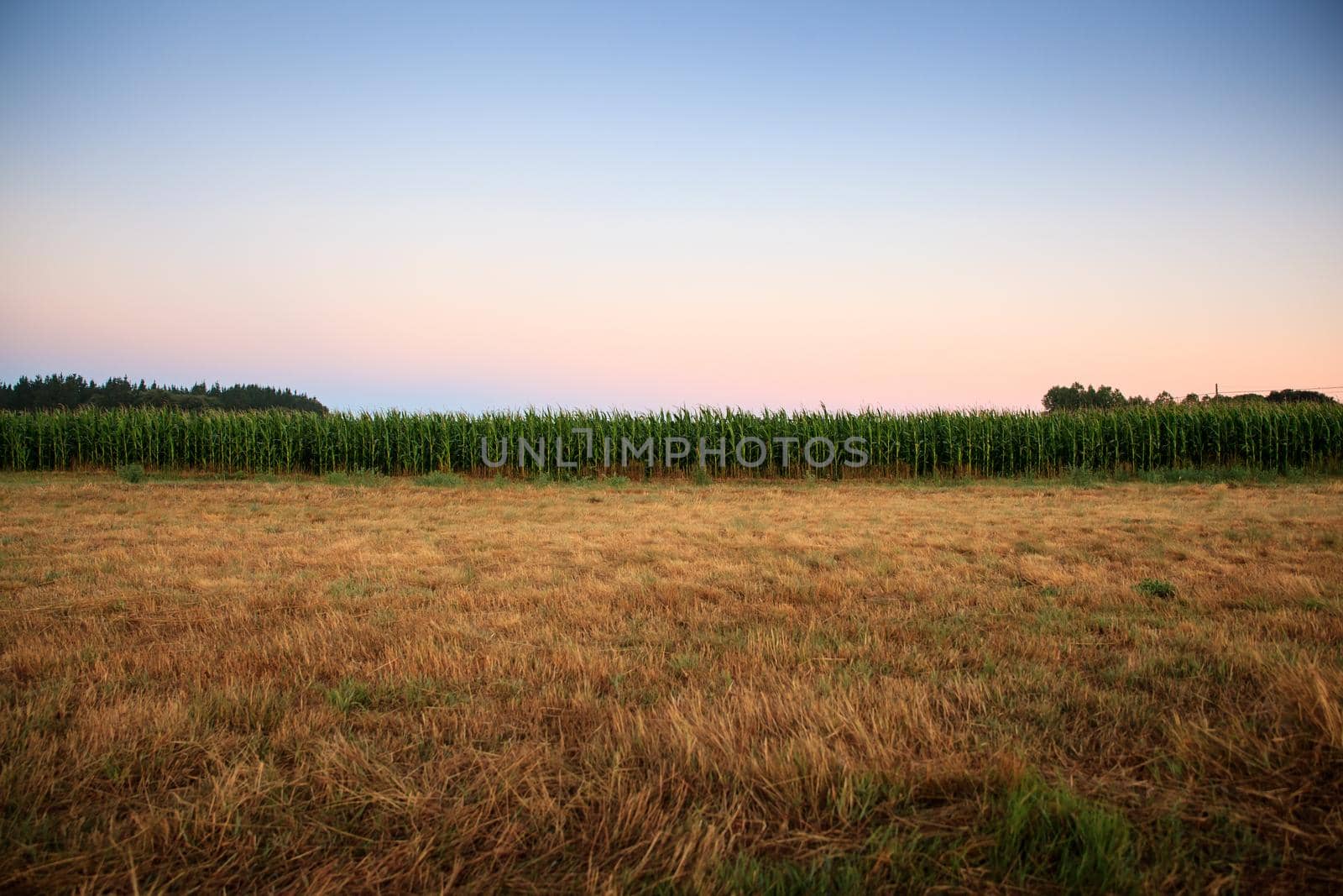 View of green cornfield in the morning