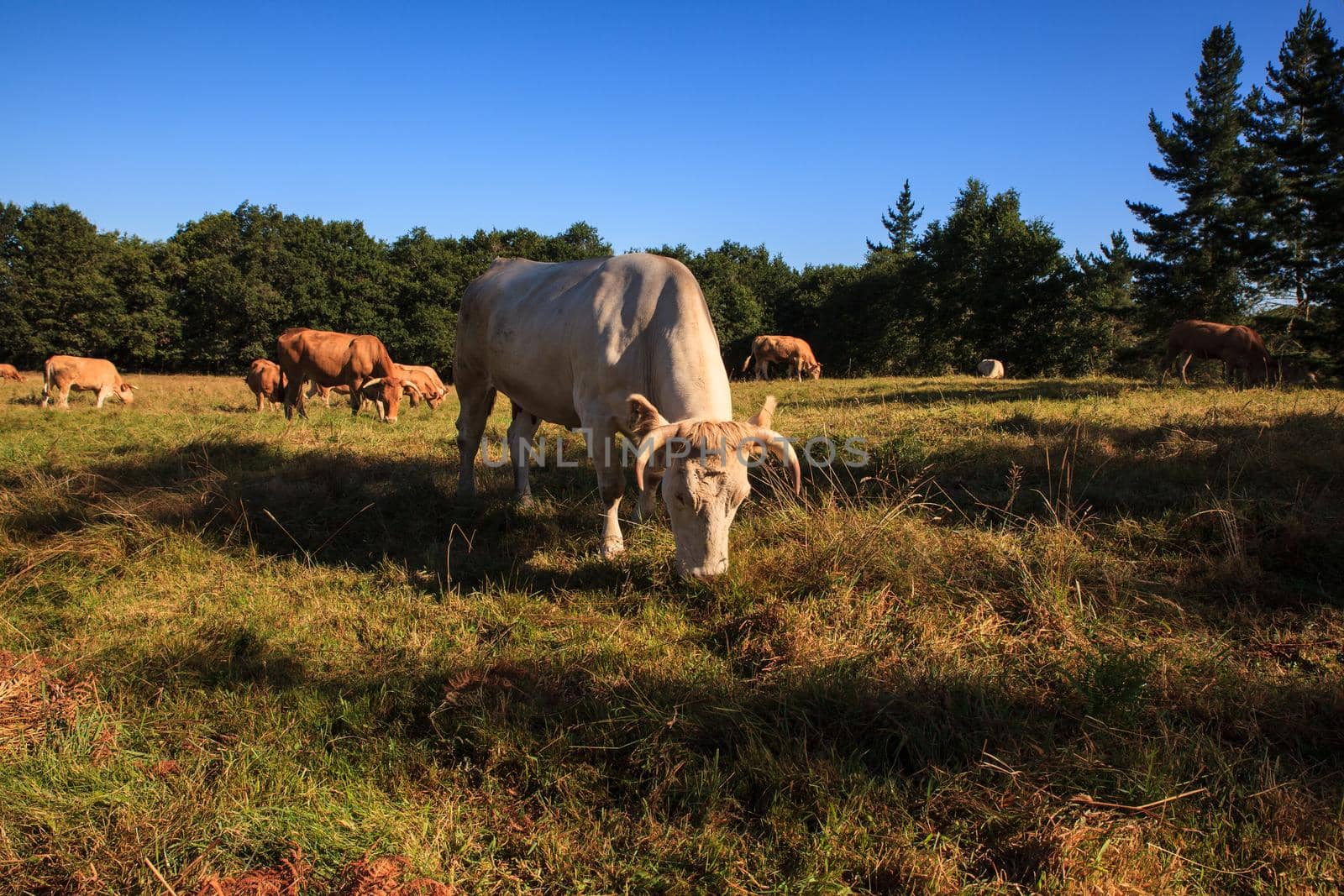 The cows grazing in the spanish countryside