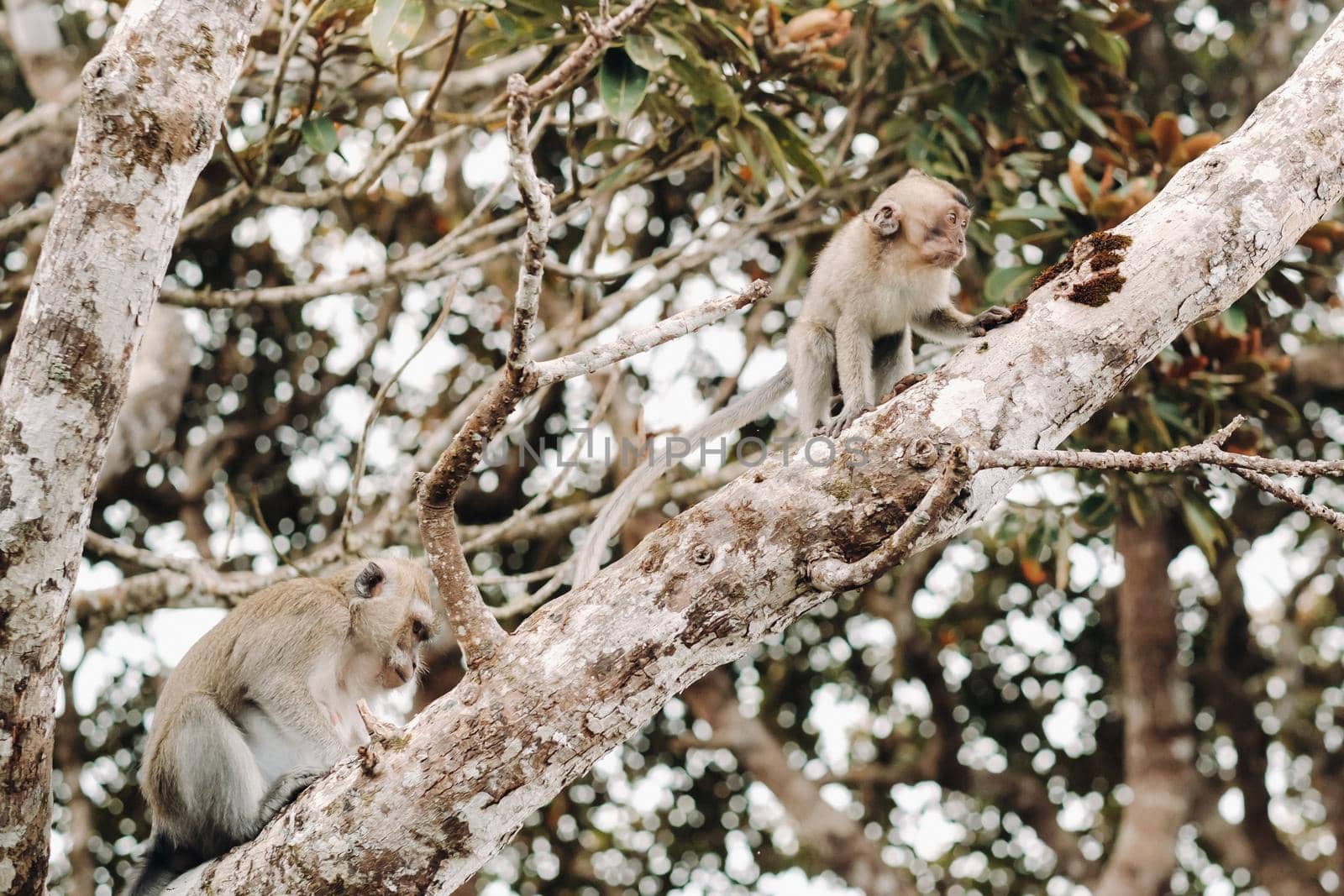 A wild live monkey sits on a tree on the island of Mauritius.Monkeys in the jungle of the island of Mauritius by Lobachad