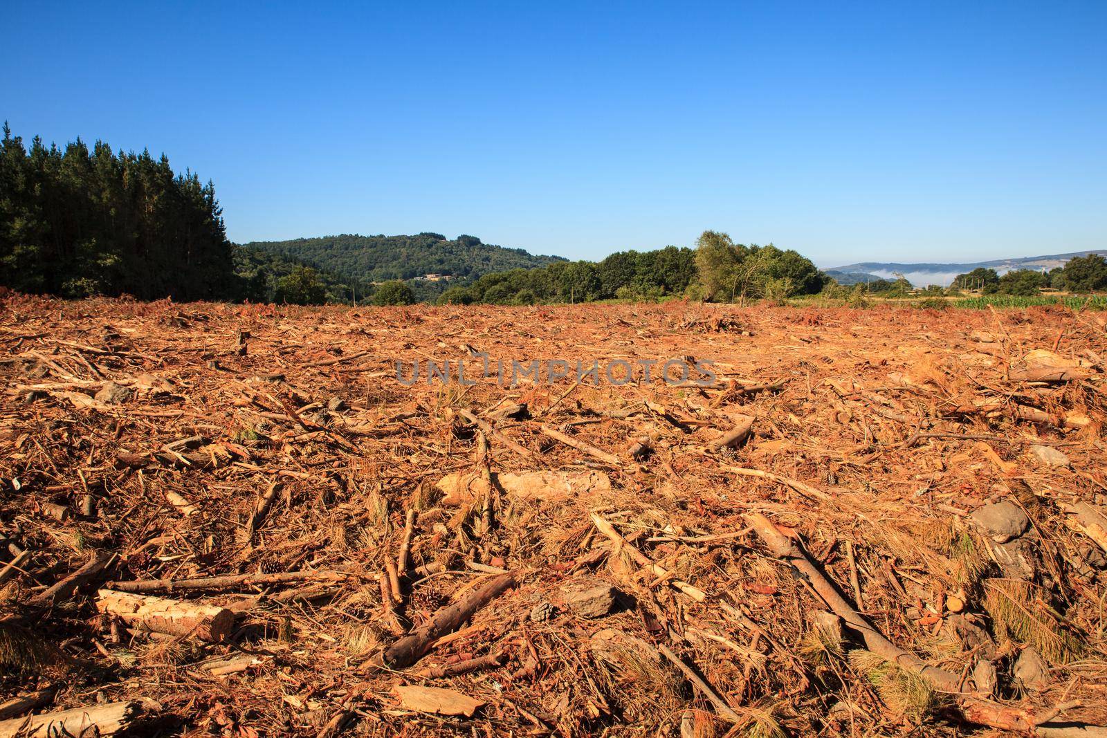 View of the deforestation in the spanish forest