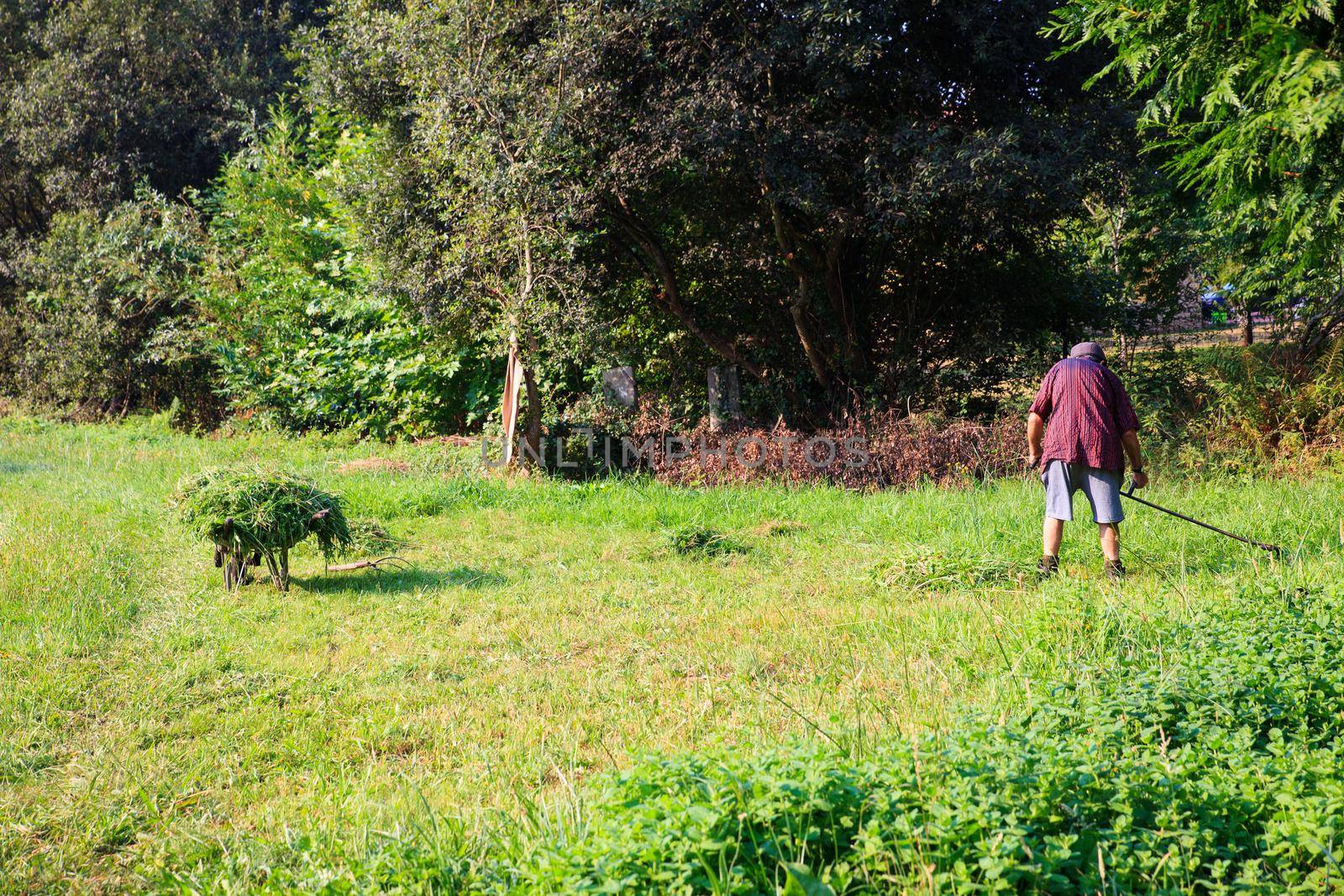 O PEDROUZO, SPAIN - AUGUST, 15: Man harvesting with a hand tool on August 15, 2016