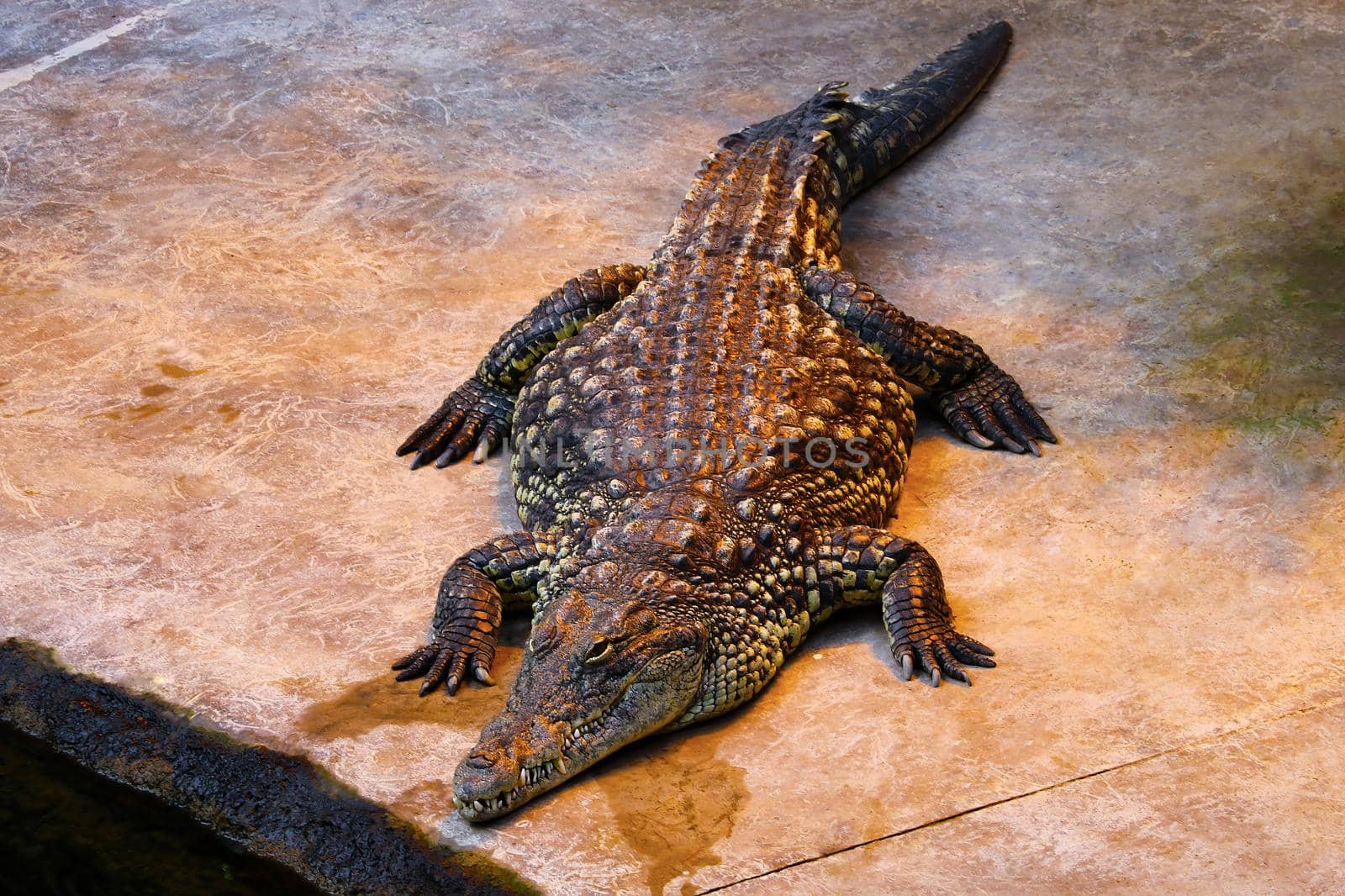 View from above of a large crocodile in the park