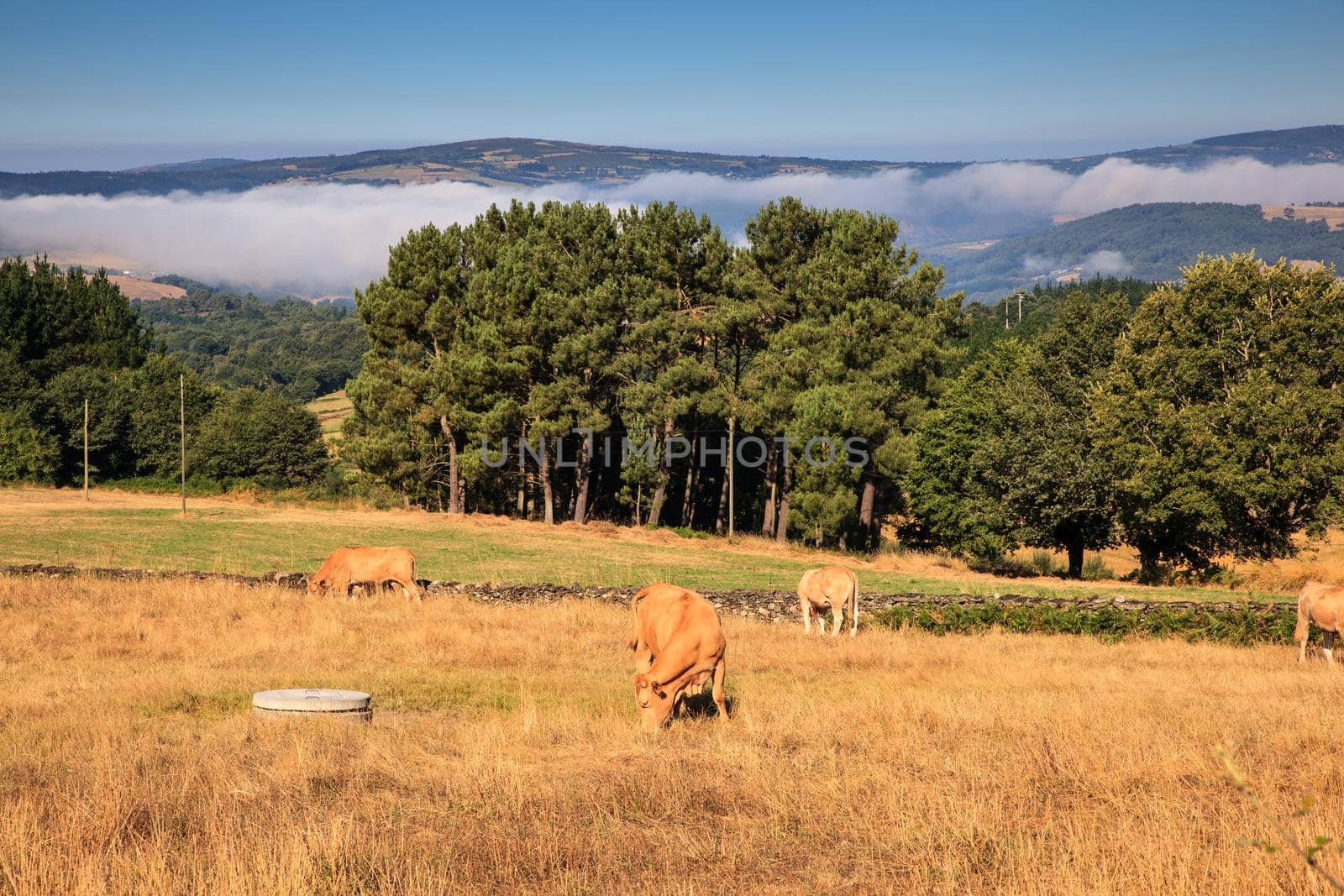 The cows grazing in the spanish countryside