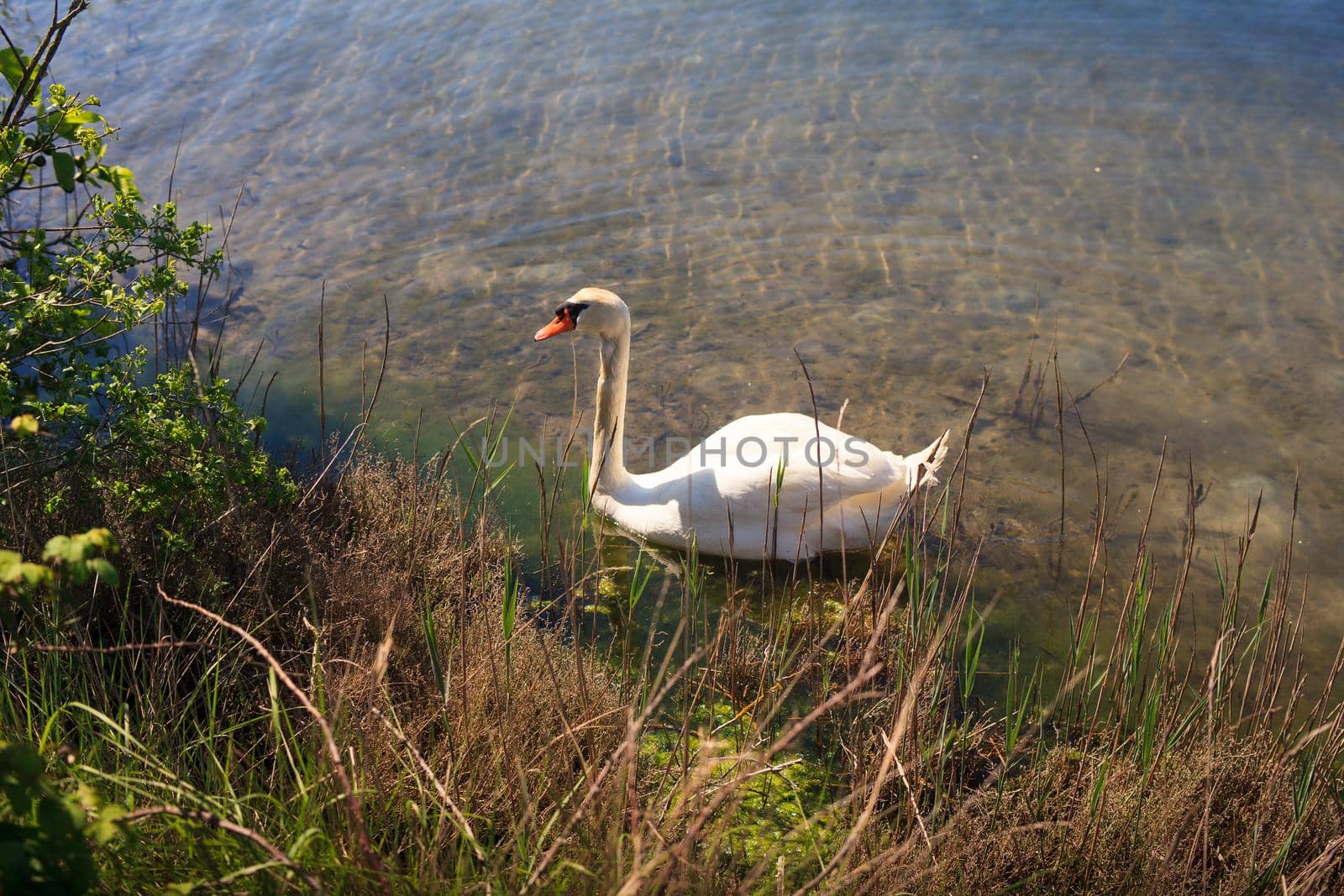Swan in the nature reserve of the Isonzo river mouth on April 25, 2016