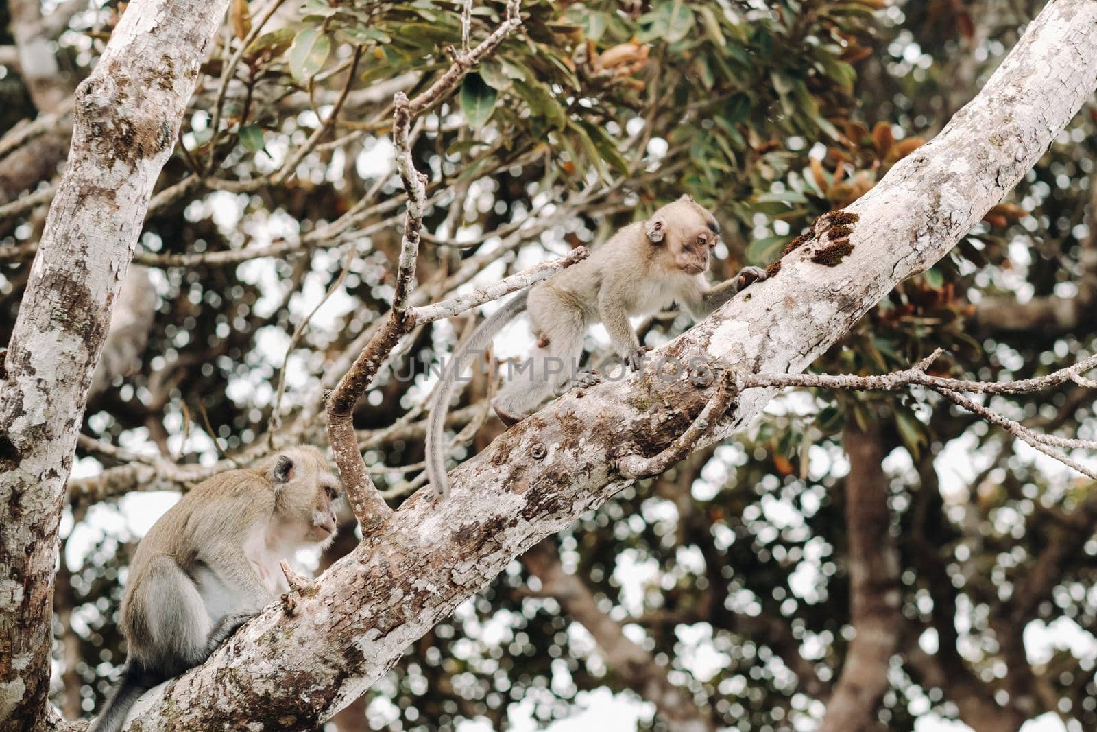 A wild live monkey sits on a tree on the island of Mauritius.Monkeys in the jungle of the island of Mauritius by Lobachad