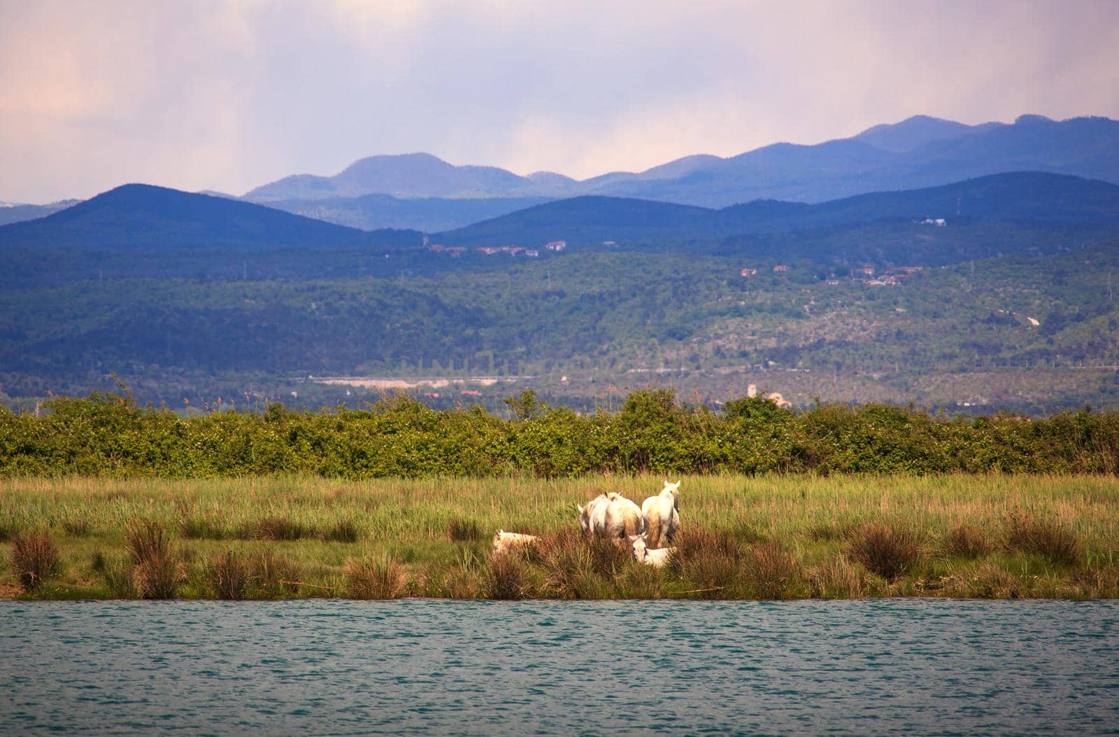 Camargues horses in the nature reserve of the Isonzo river mouth