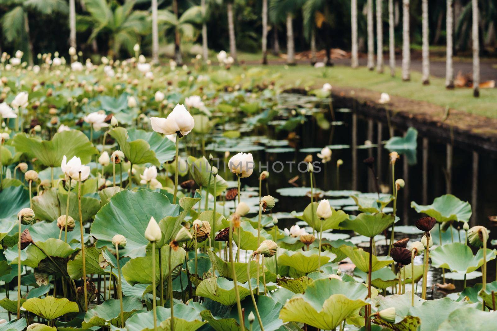 Botanical garden in Pamplemousses, Mauritius.Pond in the Botanical garden of Mauritius.