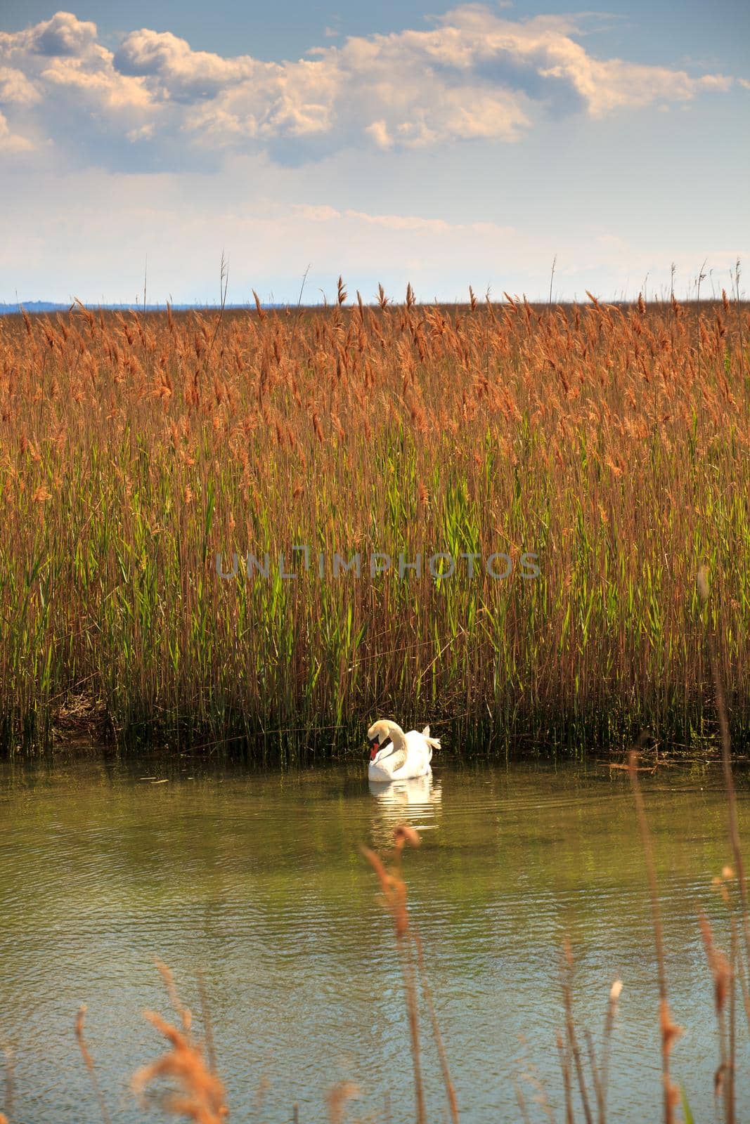 Swan floating in the nature reserve of the Isonzo river mouth on April 25, 2016