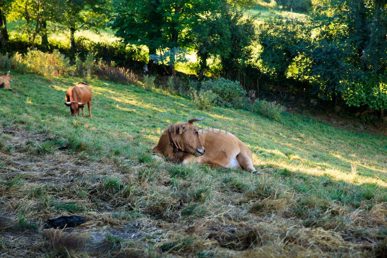 Brown cows grazing in the spanish valley