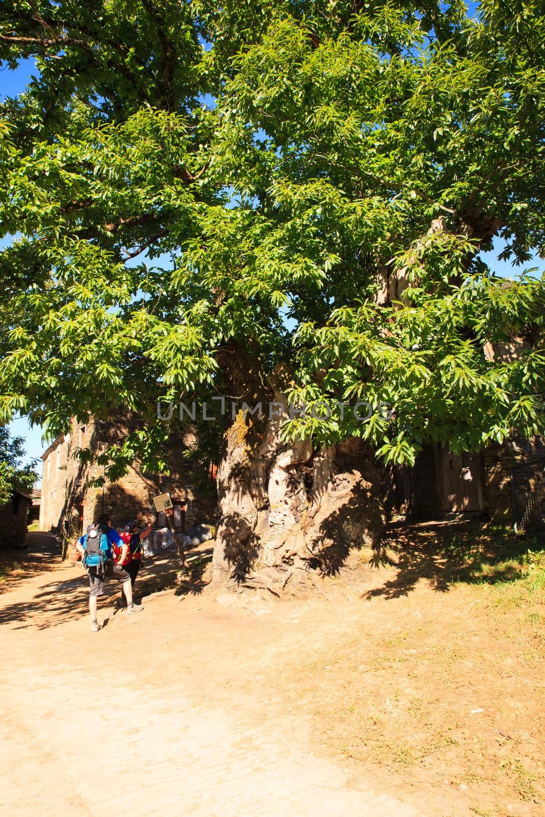 TRICASTELA, SPAIN - AUGUST, 10: Pilgrimn looking big chestnut tree along the way of St. James on 10, 2016