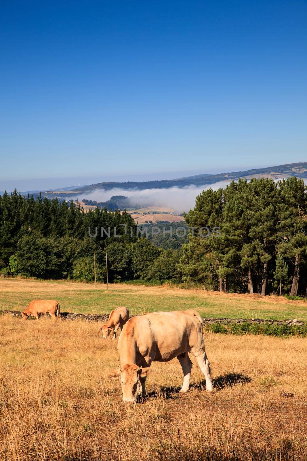 The cows grazing in the spanish countryside