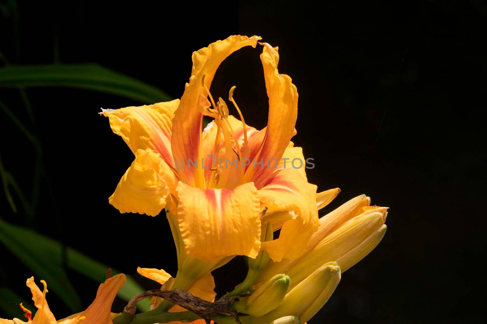 beautifull orange lily flower with a dark background